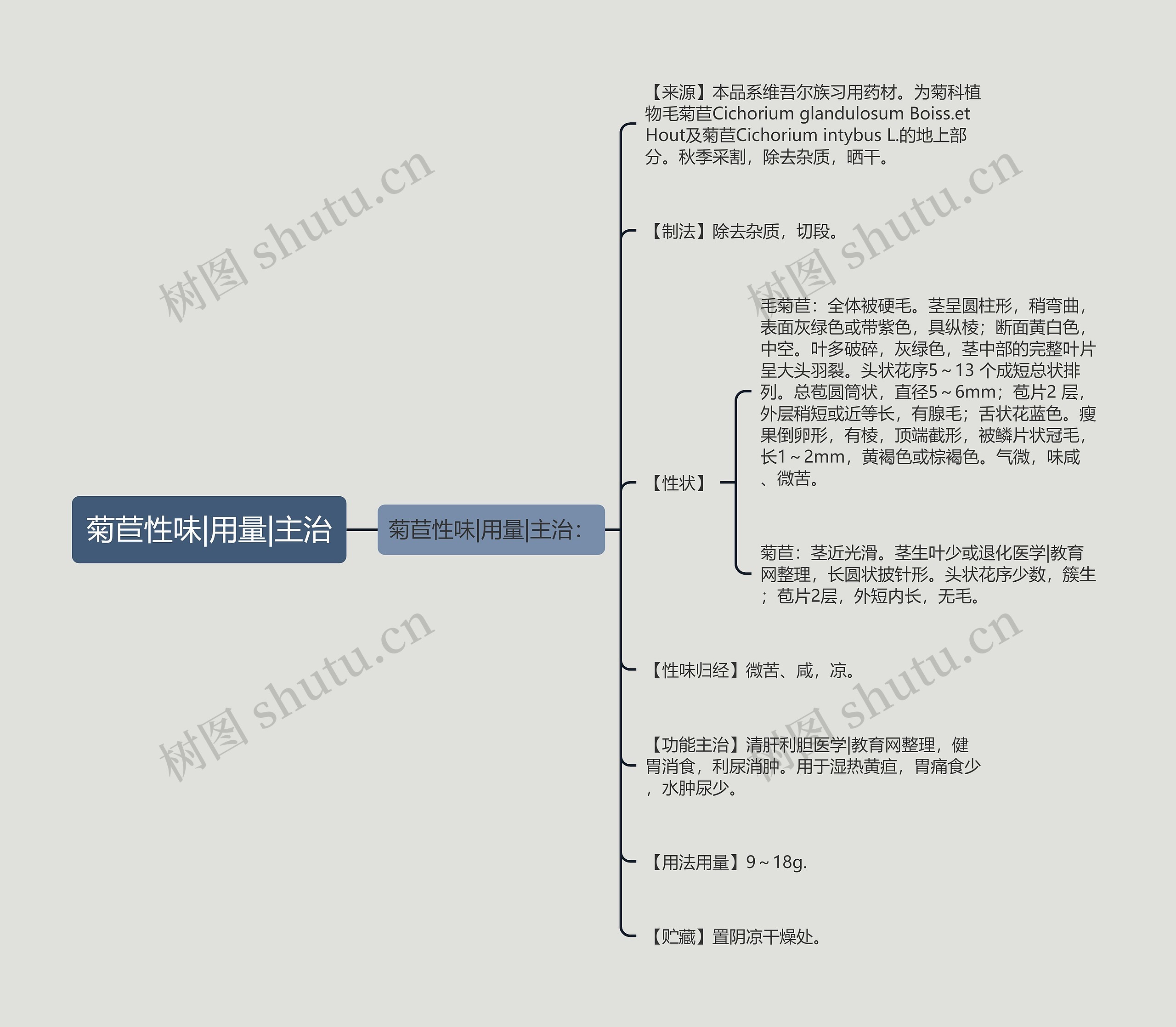 菊苣性味|用量|主治思维导图