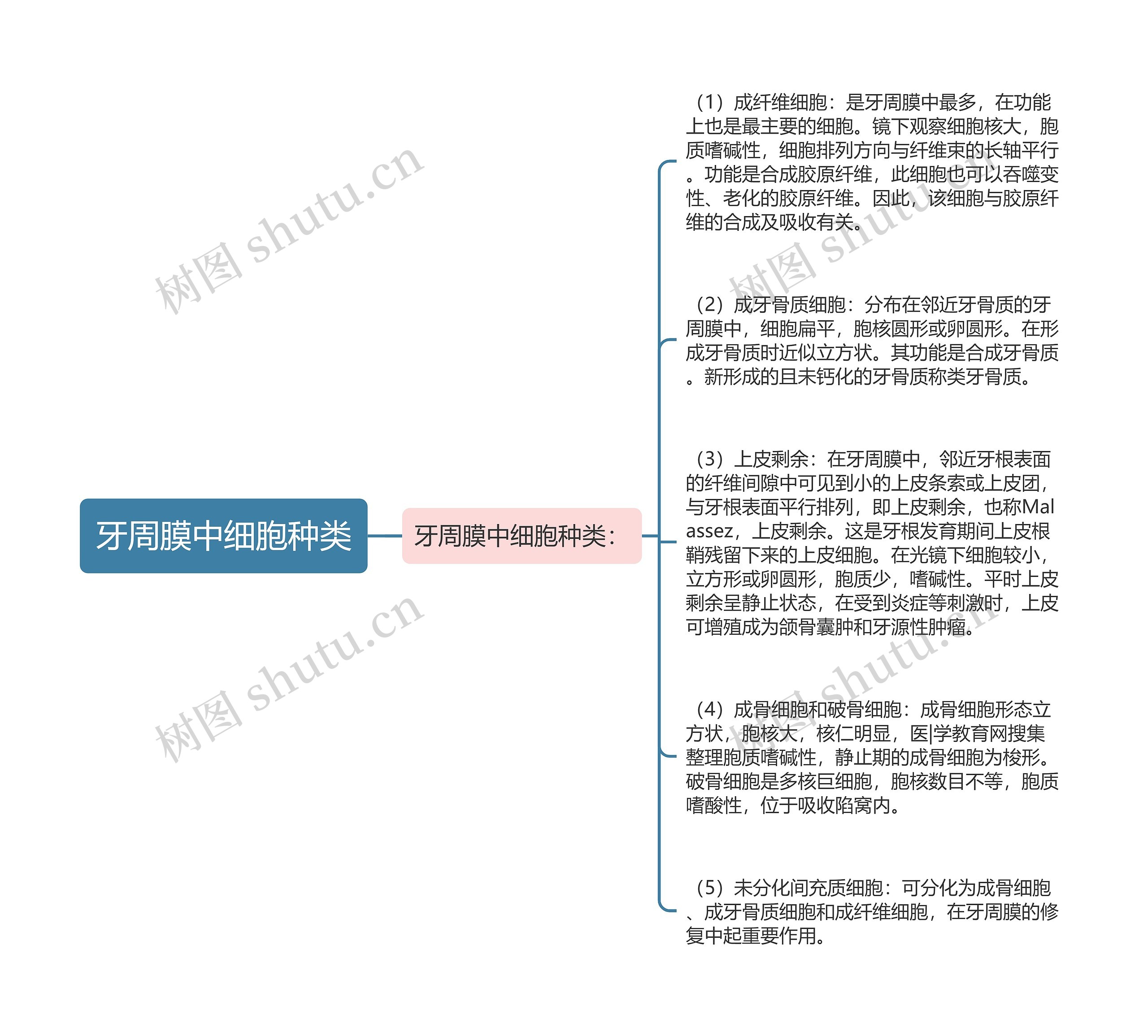 牙周膜中细胞种类思维导图