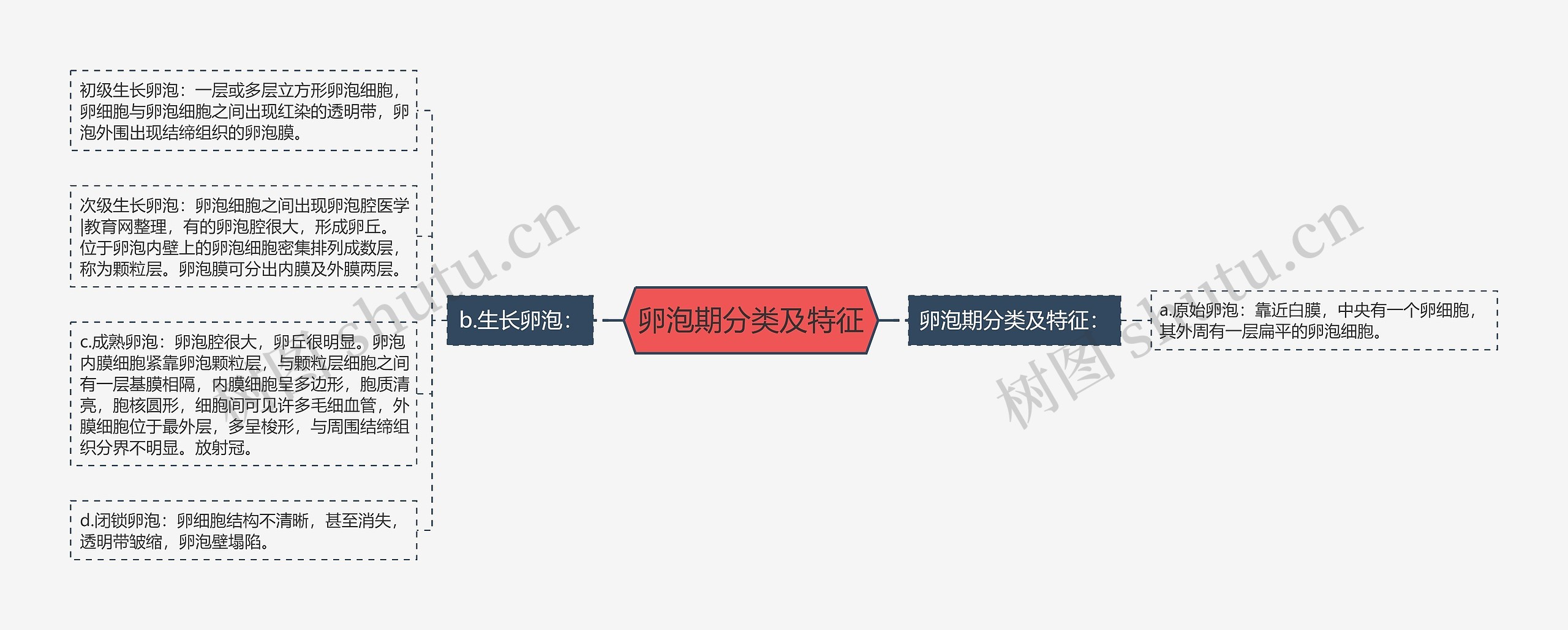 卵泡期分类及特征