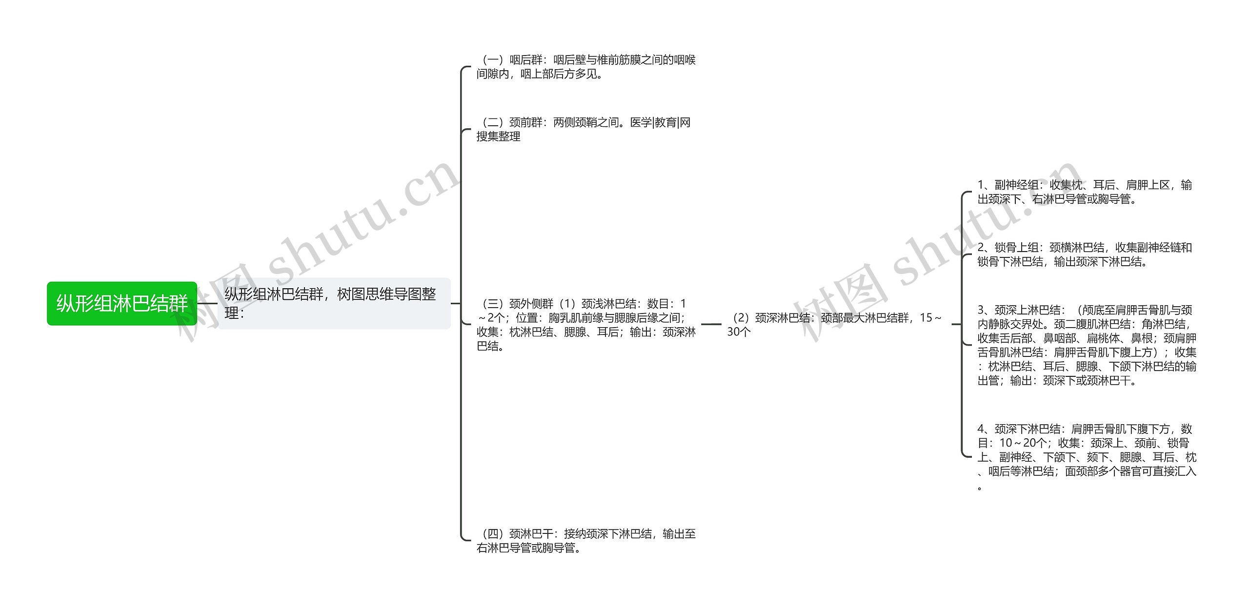 纵形组淋巴结群 纵形组淋巴结群