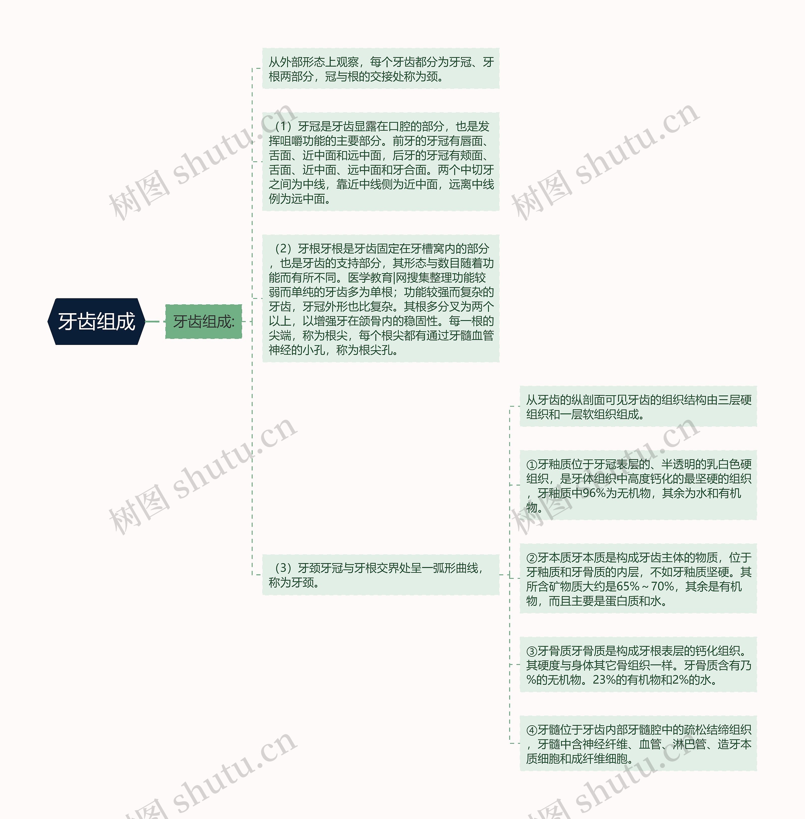 牙齿组成思维导图