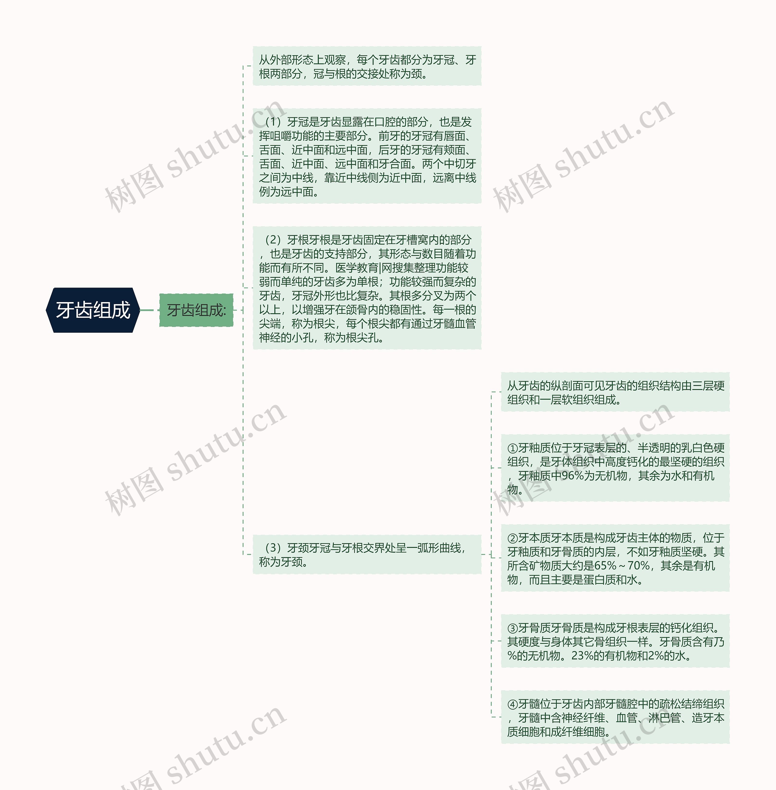 牙齿组成 牙齿组成