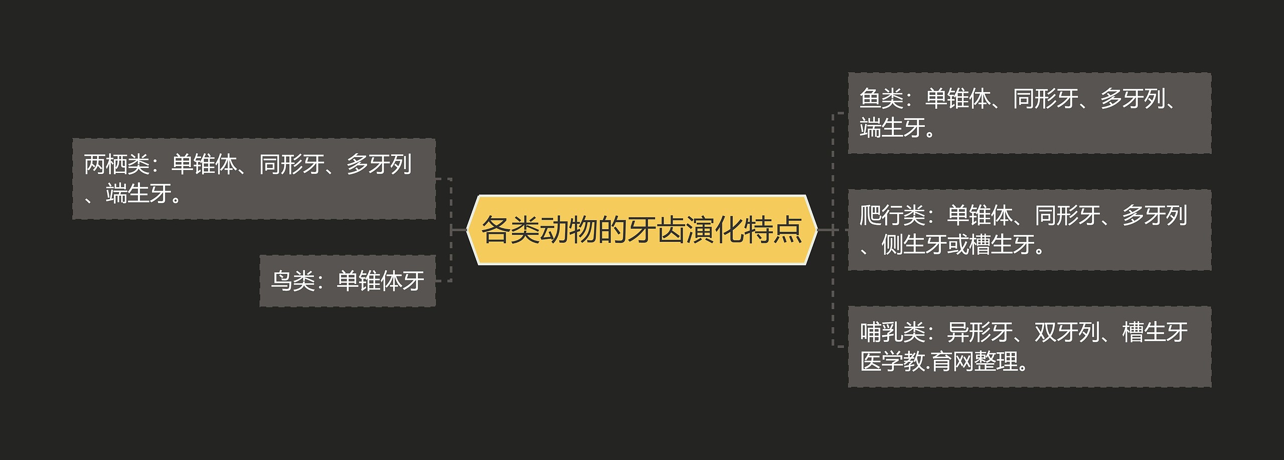 各类动物的牙齿演化特点思维导图