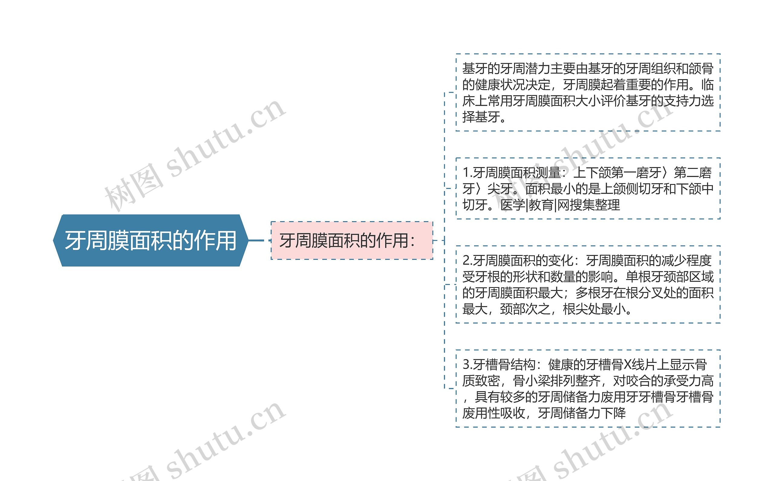 牙周膜面积的作用思维导图