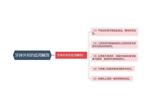 牙体外形的应用解剖