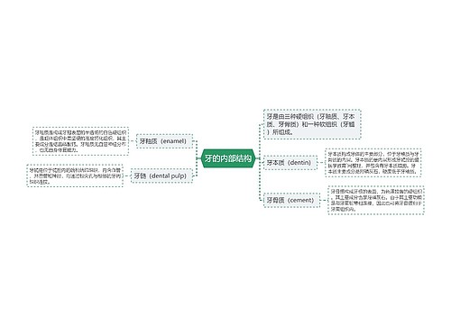 牙的内部结构