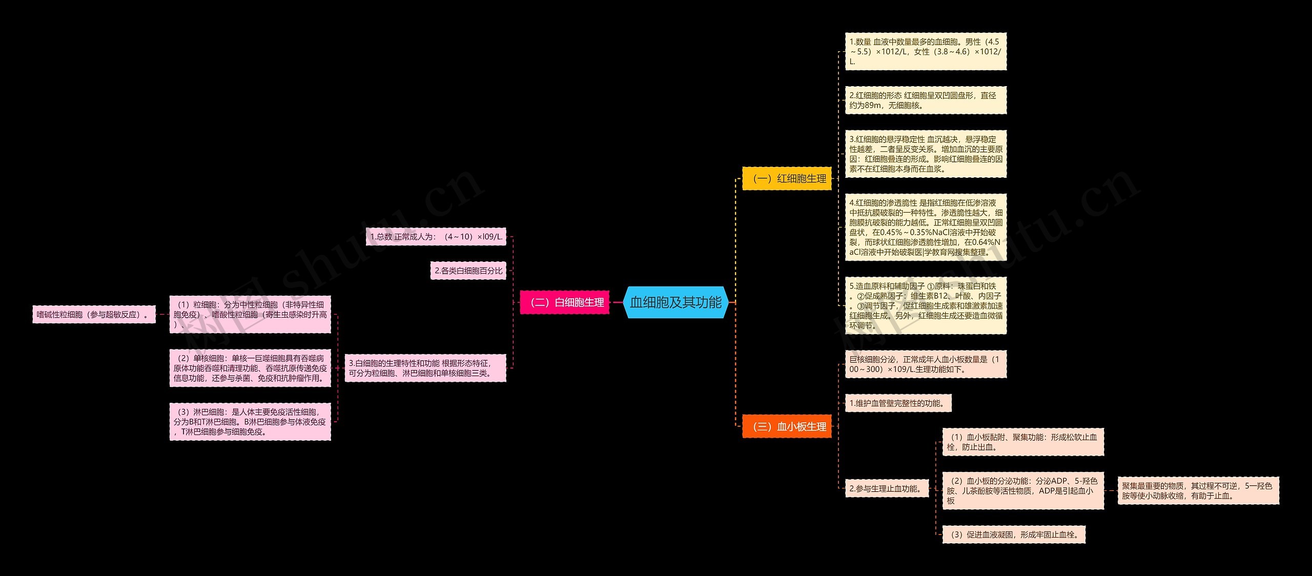 血细胞及其功能思维导图
