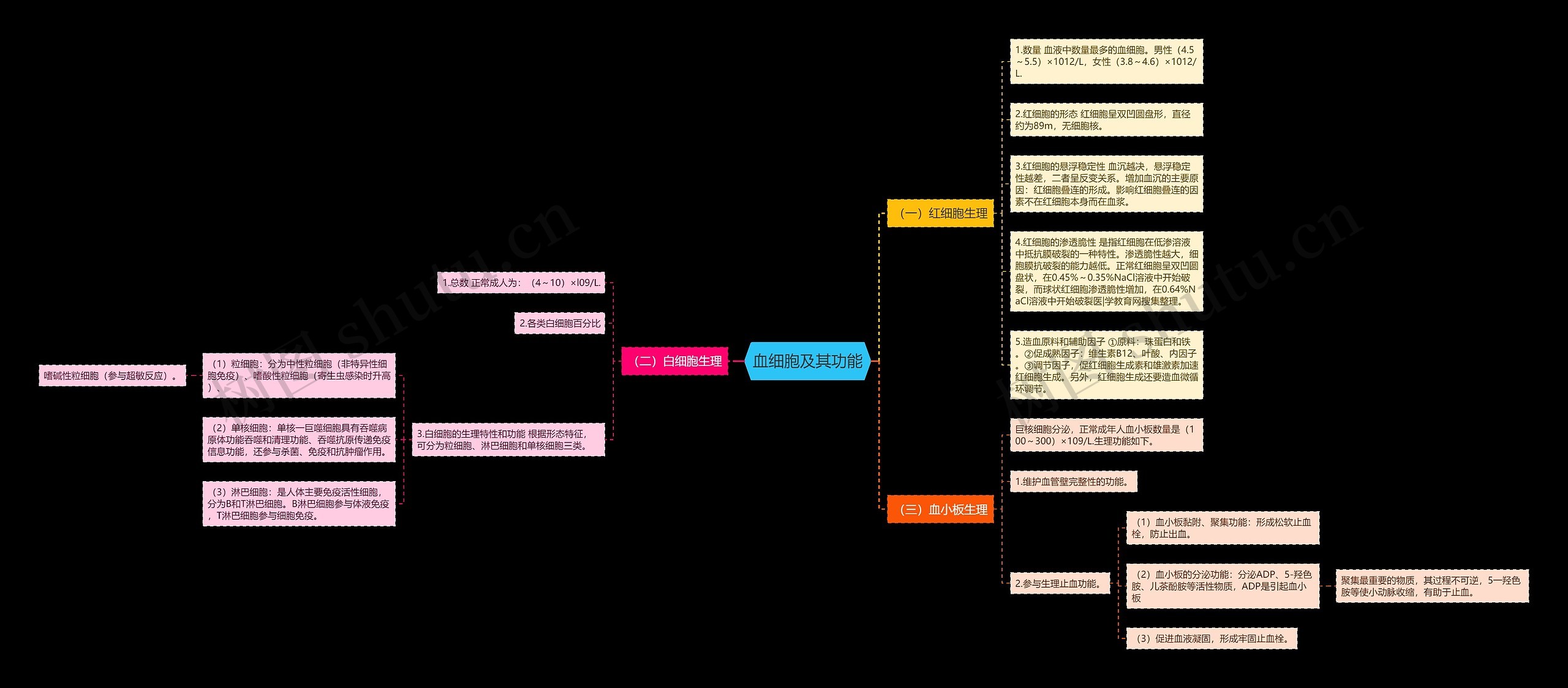 血细胞及其功能 血细胞及其功能