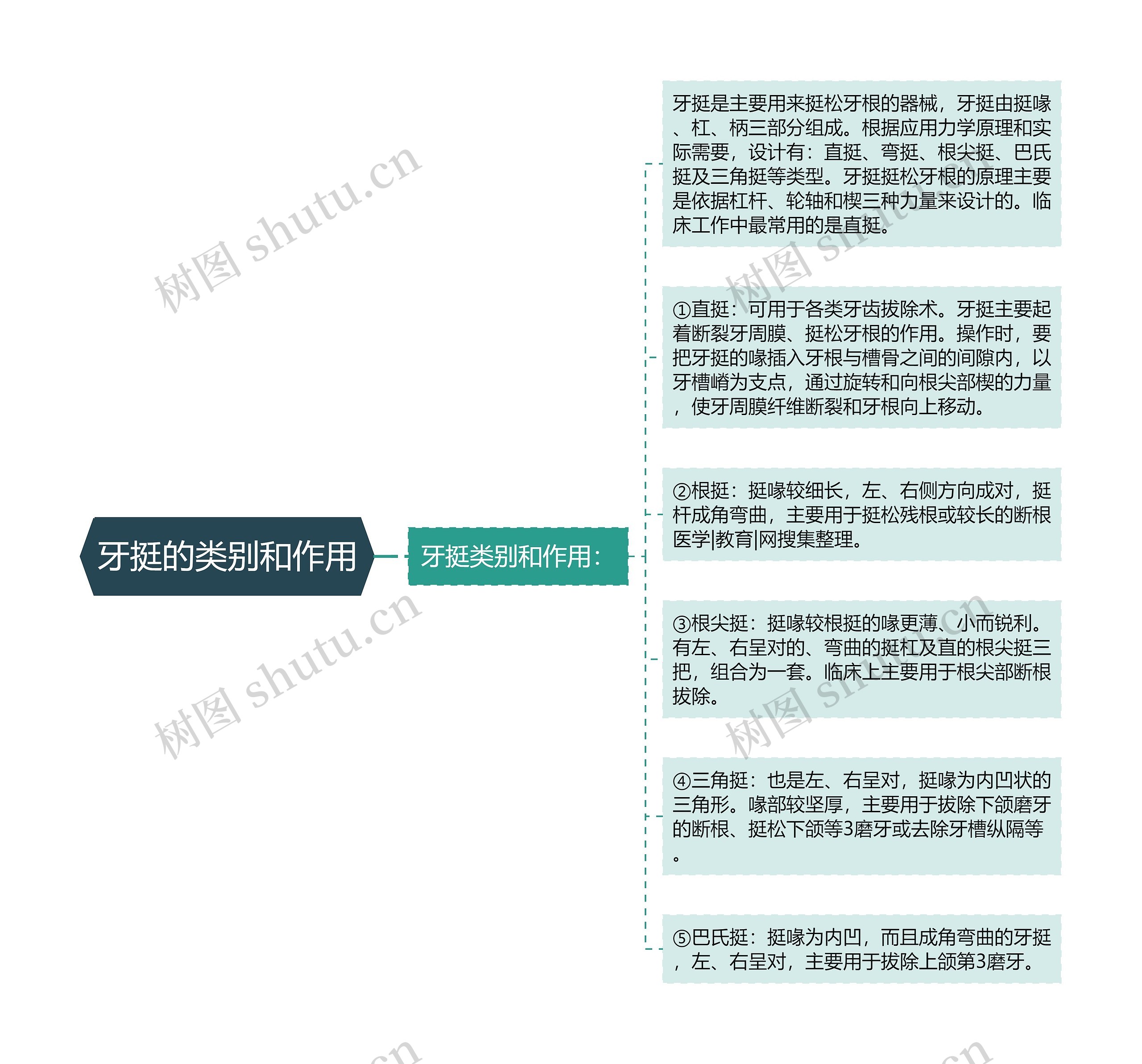 牙挺的类别和作用