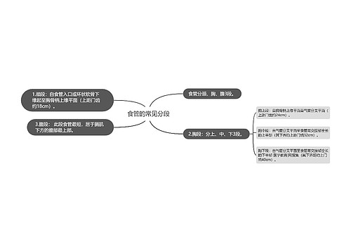 食管的常见分段