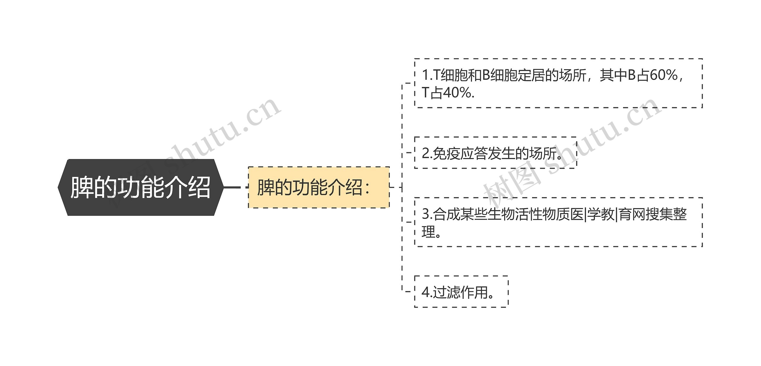 脾的功能介绍思维导图