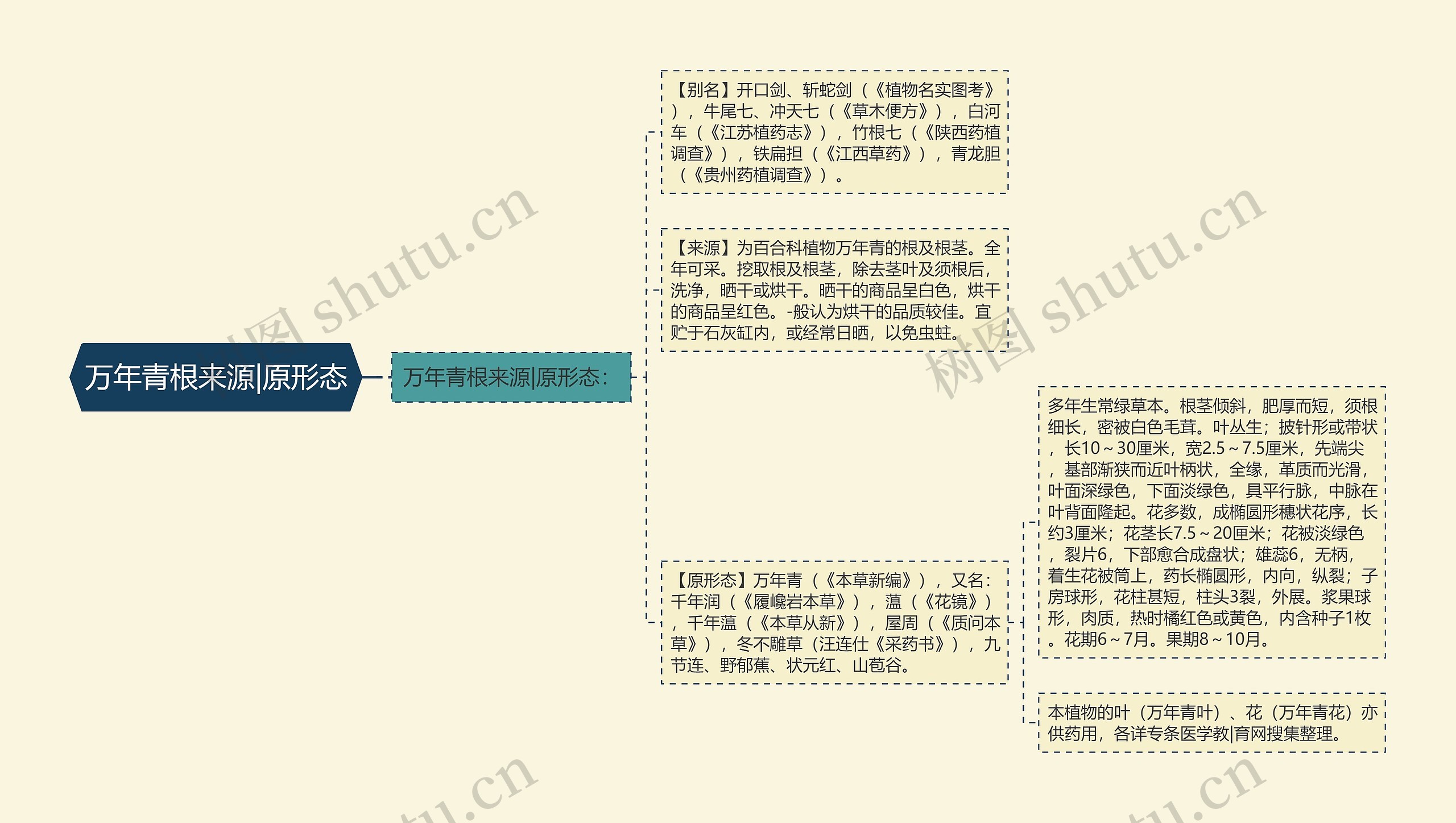 万年青根来源|原形态思维导图