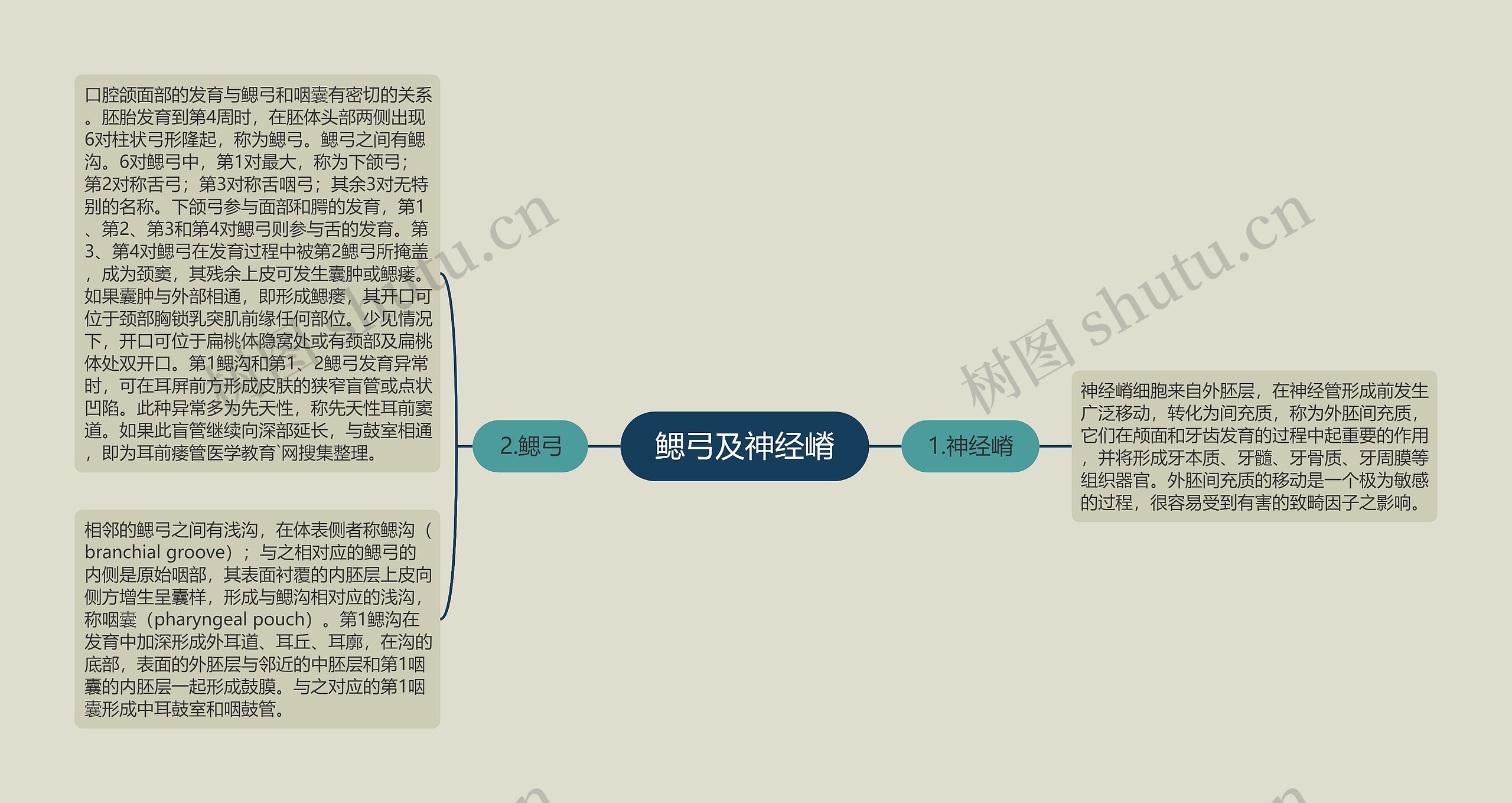 鳃弓及神经嵴 鳃弓及神经嵴