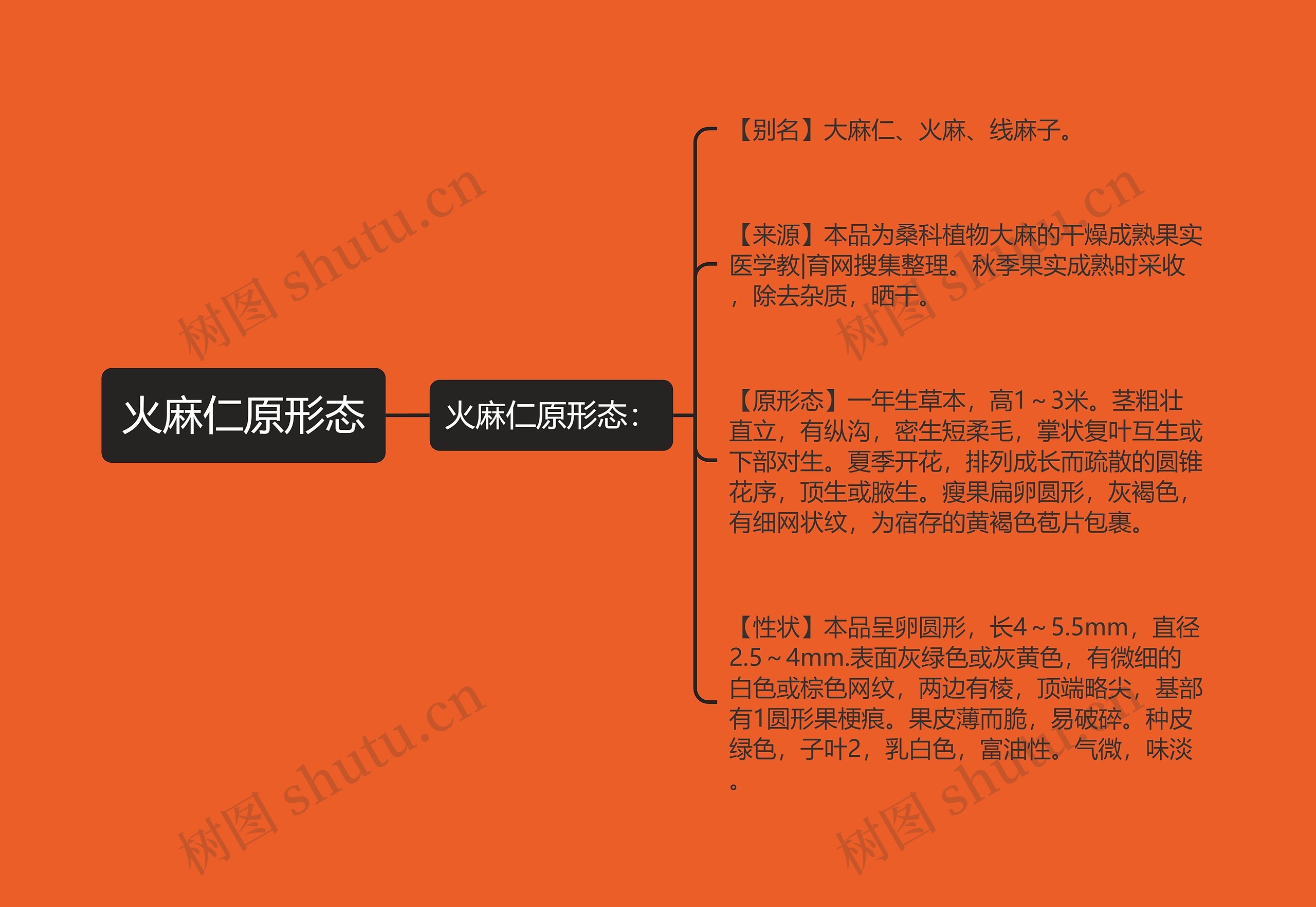 火麻仁原形态