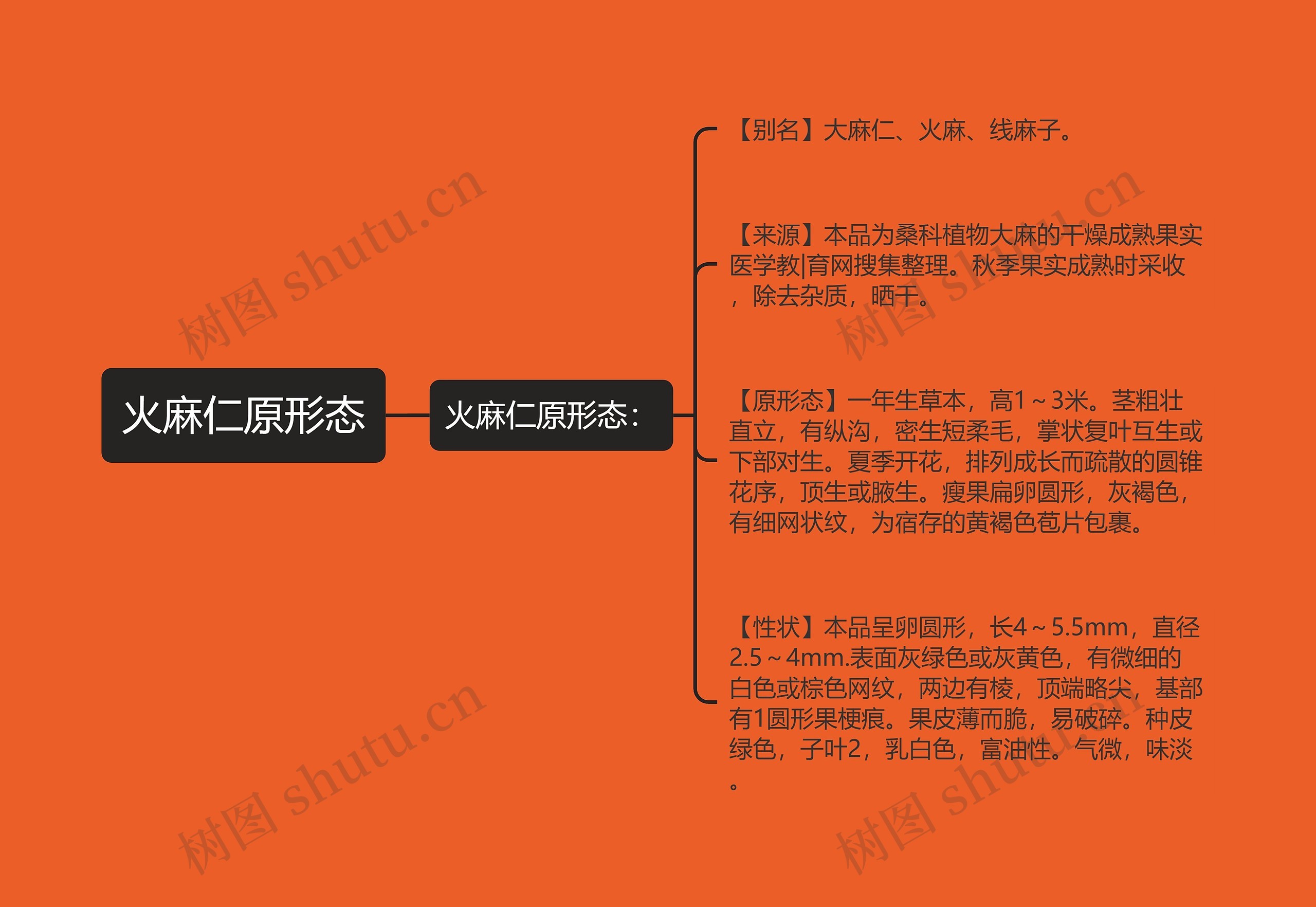 火麻仁原形态思维导图