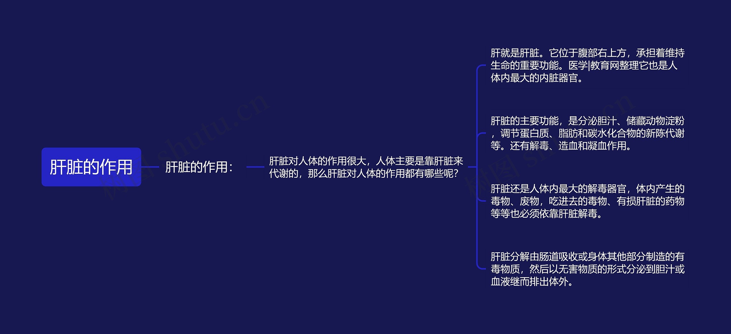 肝脏的作用思维导图