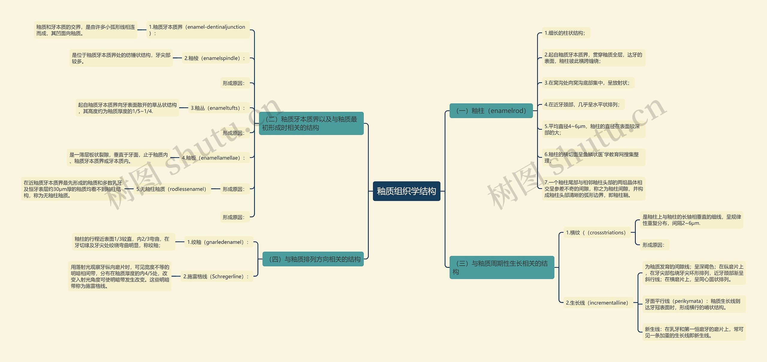 釉质组织学结构思维导图