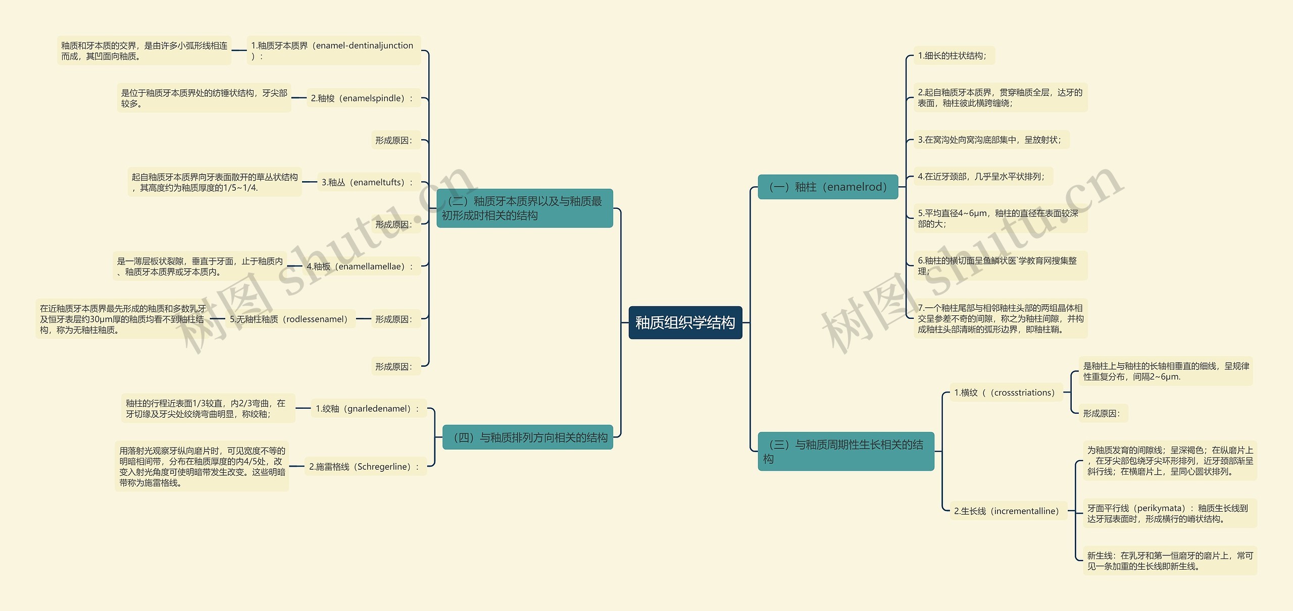 釉质组织学结构 釉质组织学结构