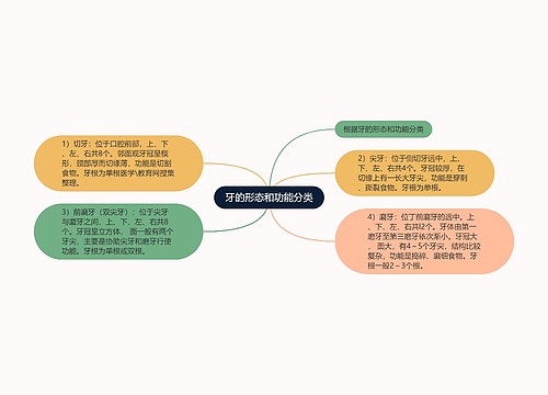 牙的形态和功能分类