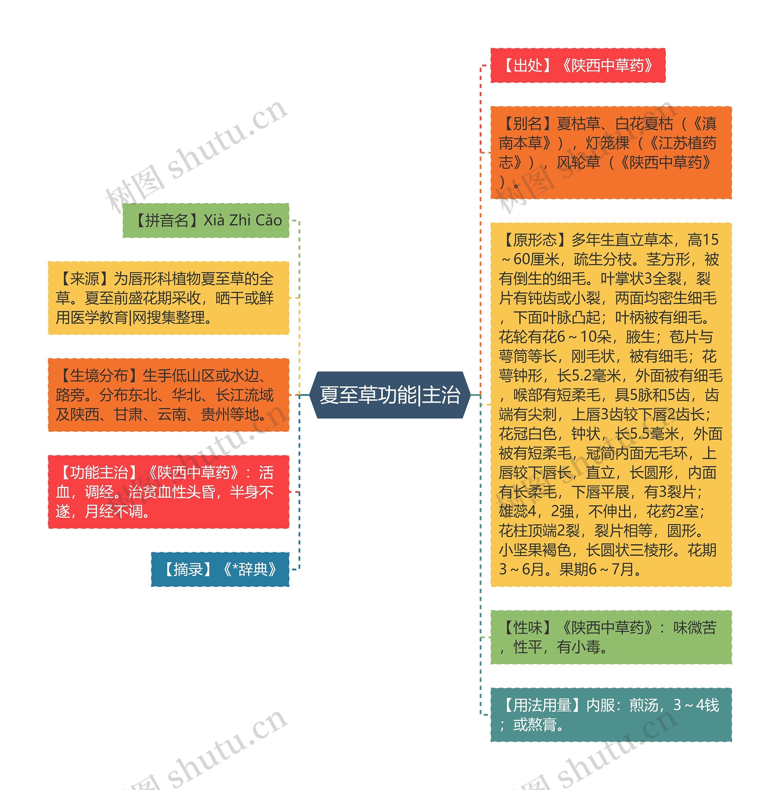 夏至草功能|主治思维导图