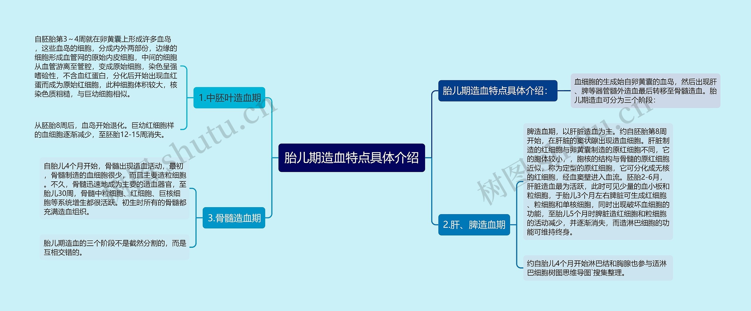 胎儿期造血特点具体介绍