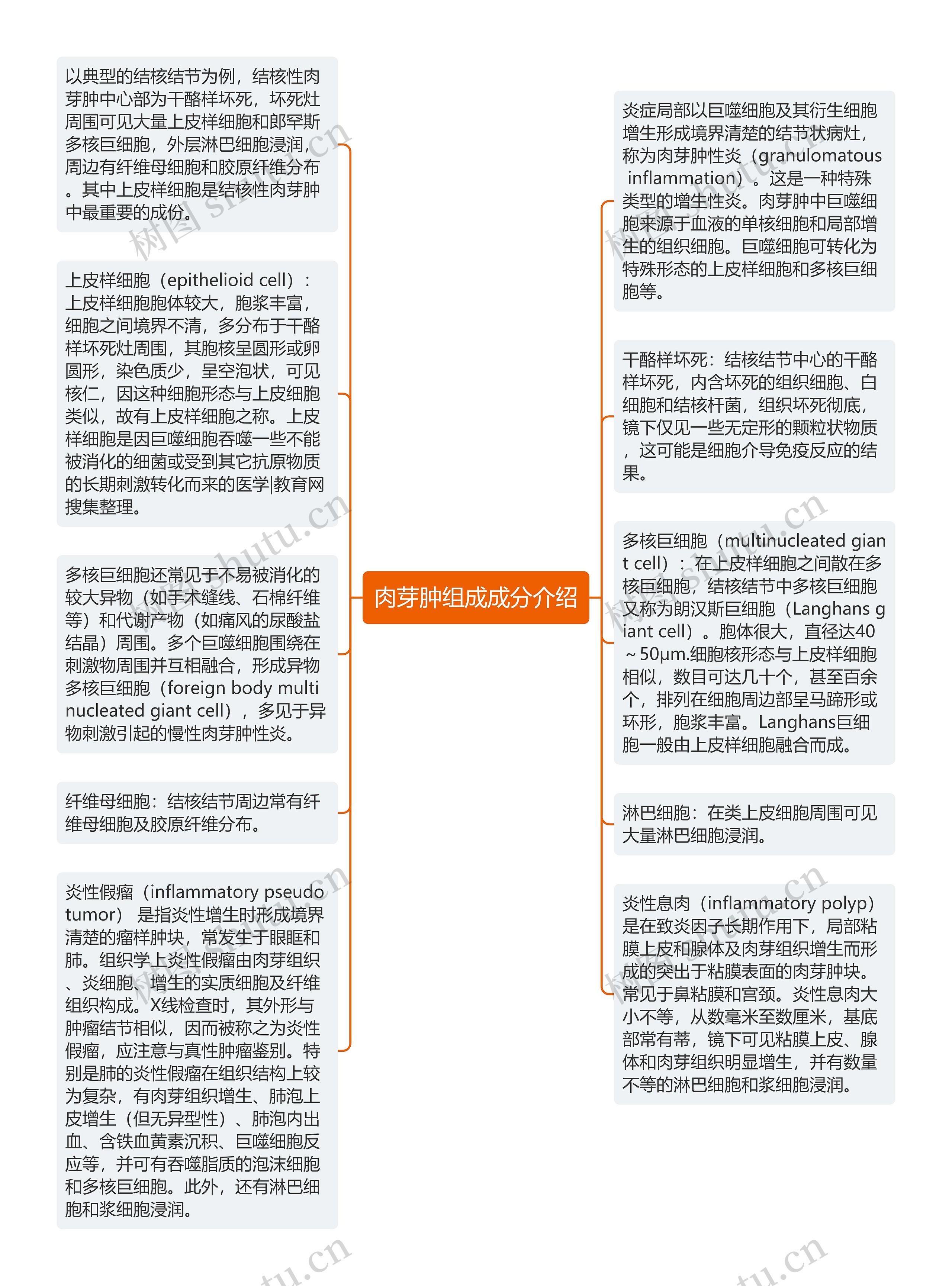 肉芽肿组成成分介绍思维导图