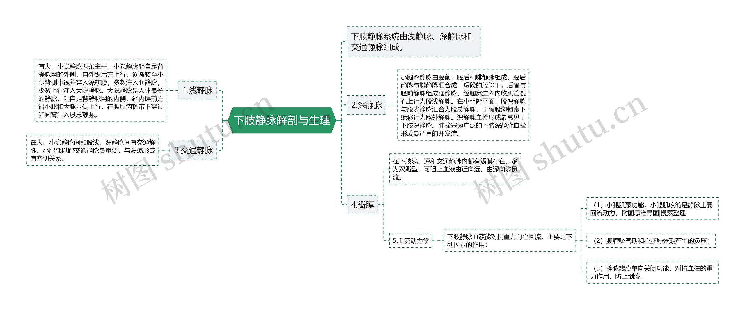 下肢静脉解剖与生理思维导图