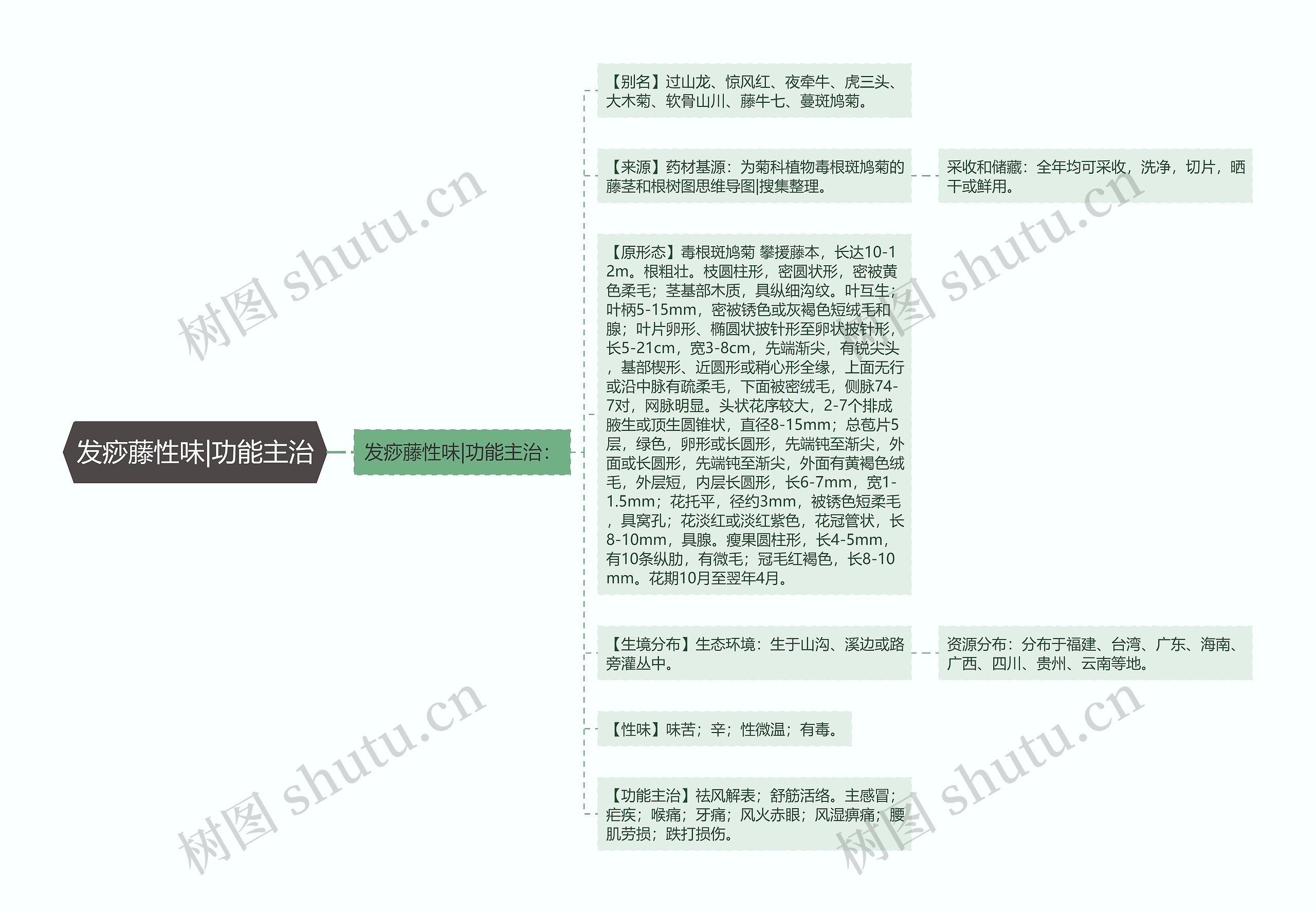 发痧藤性味|功能主治思维导图