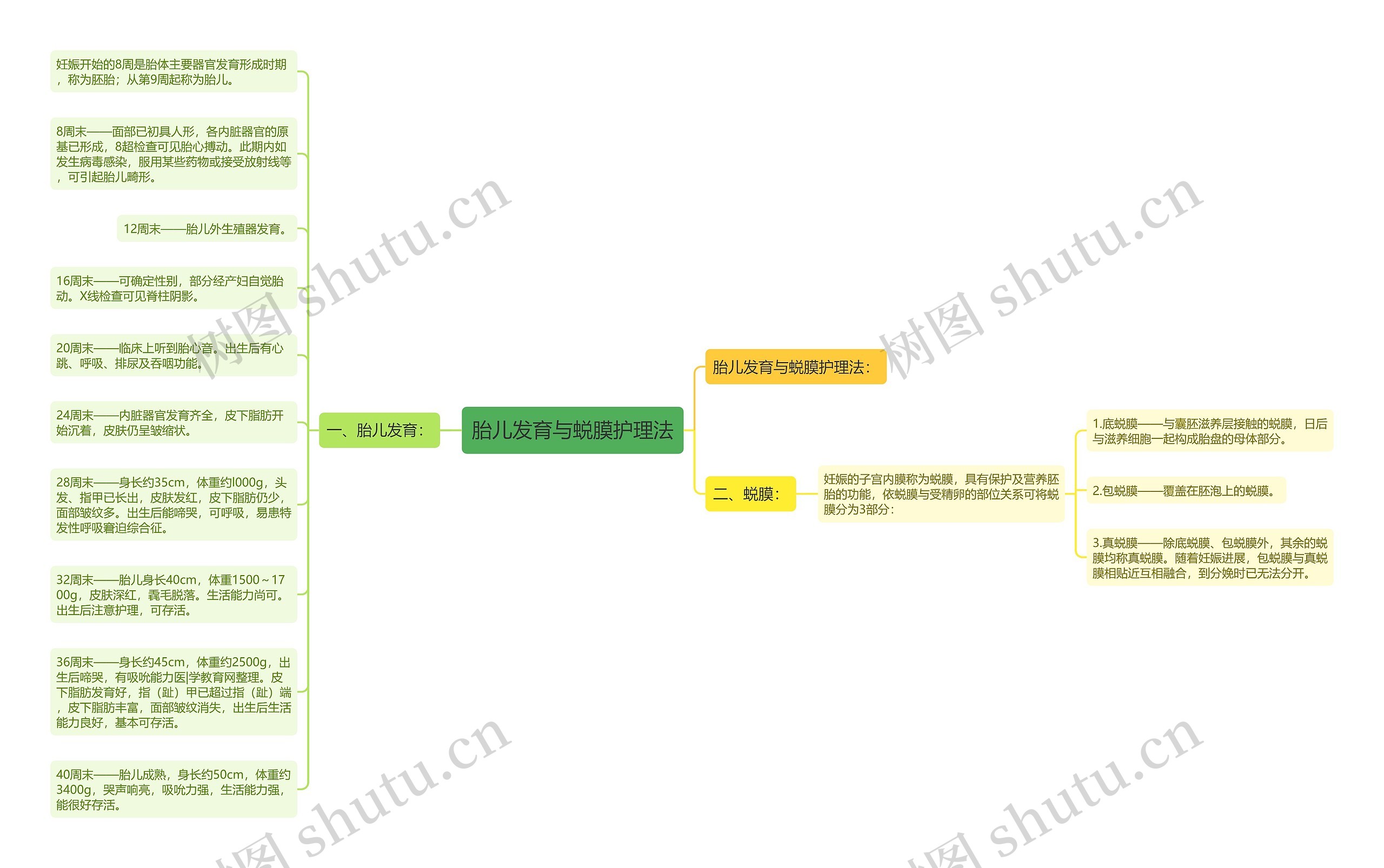 胎儿发育与蜕膜护理法思维导图