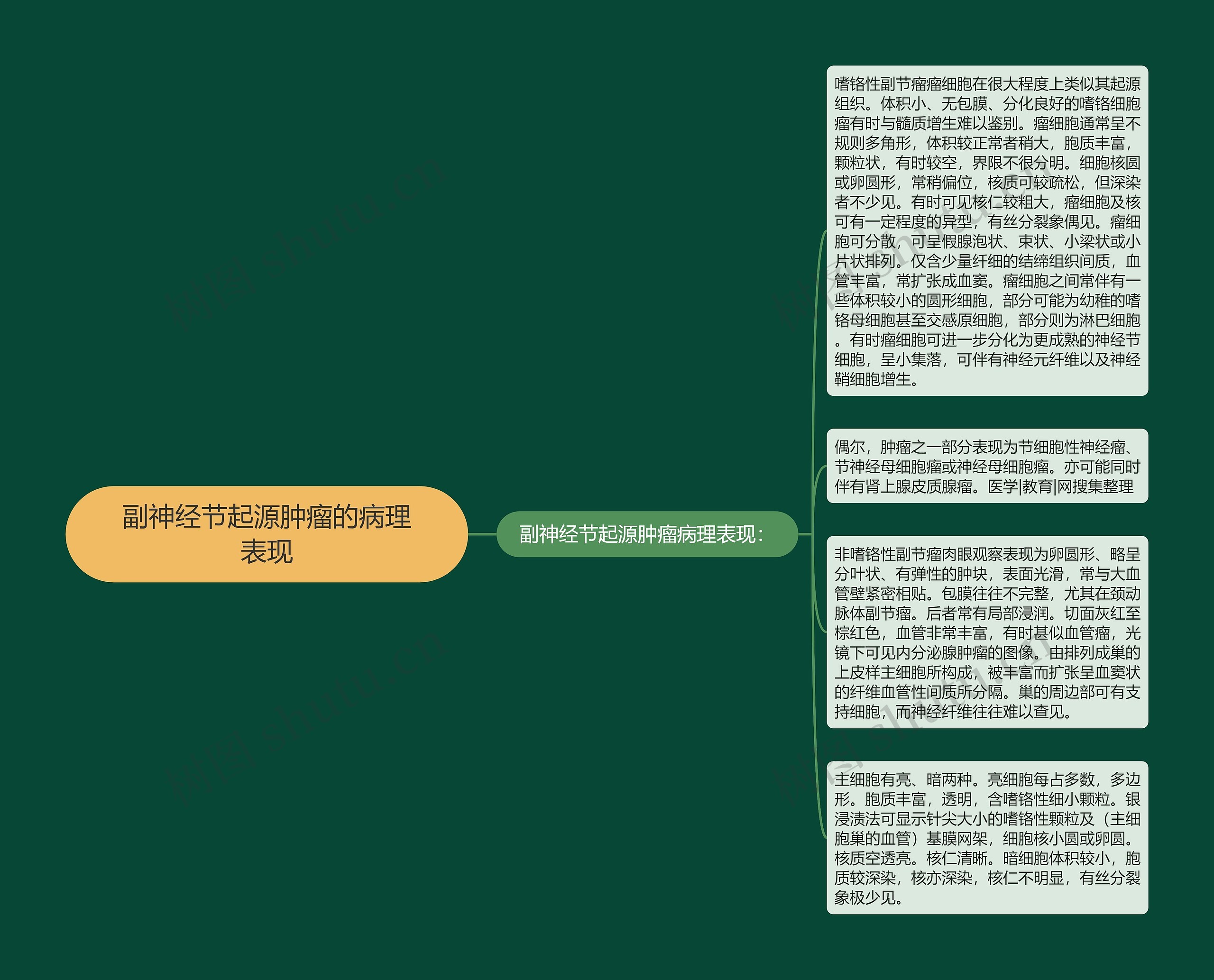 副神经节起源肿瘤的病理表现思维导图