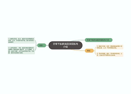 舌骨下肌群浅层|深层肌肉介绍