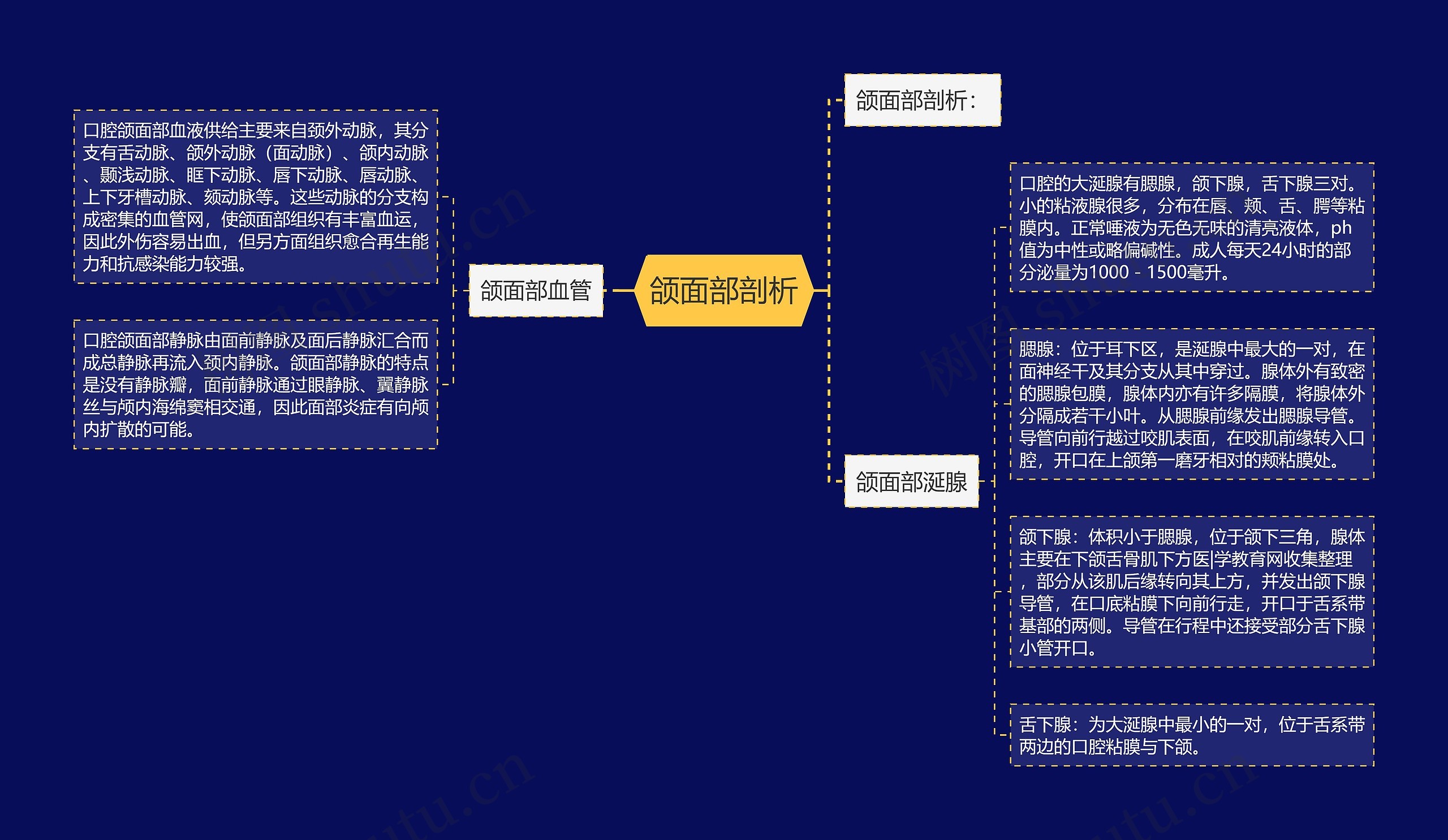 颌面部剖析思维导图