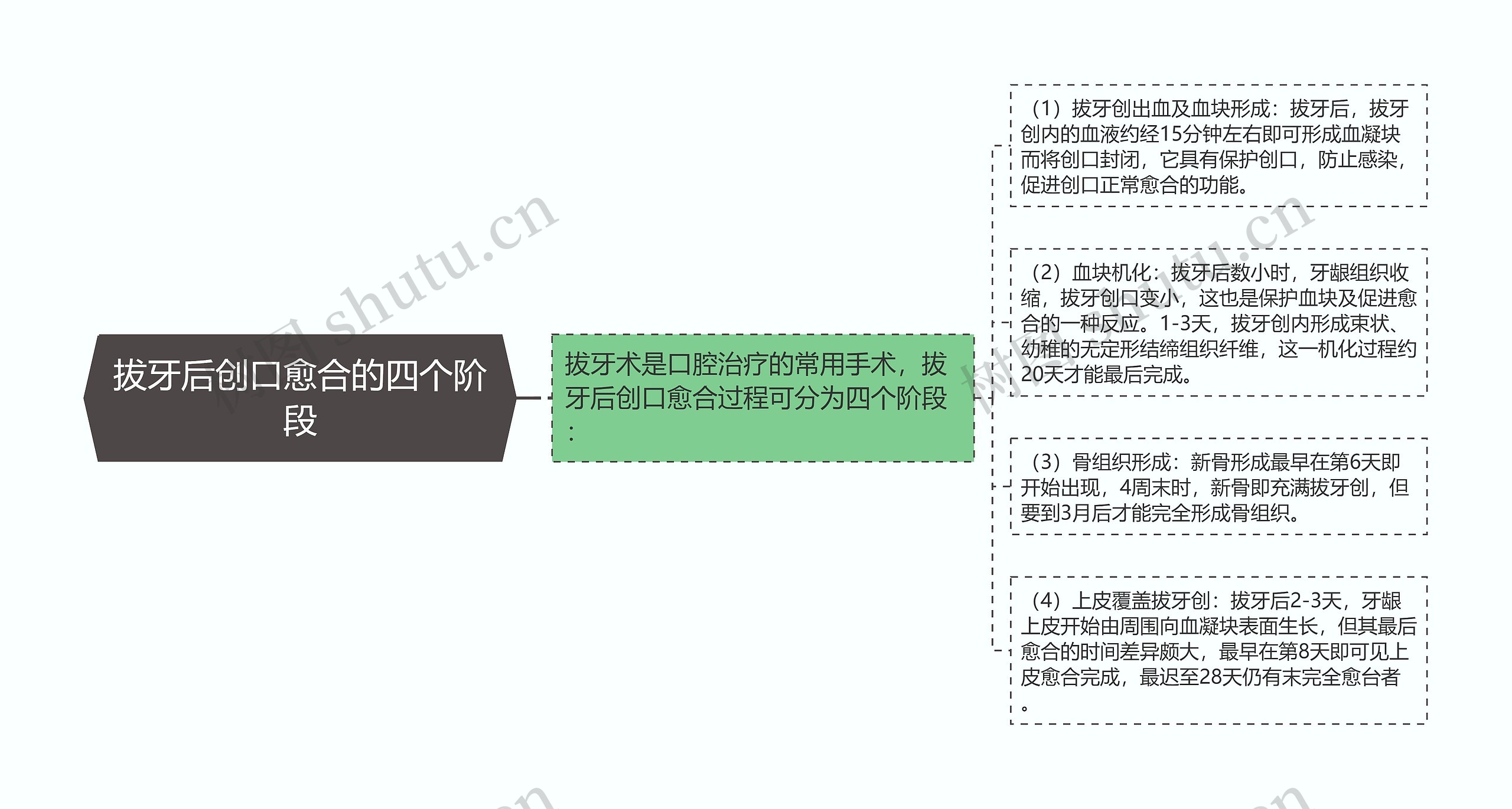 拔牙后创口愈合的四个阶段思维导图