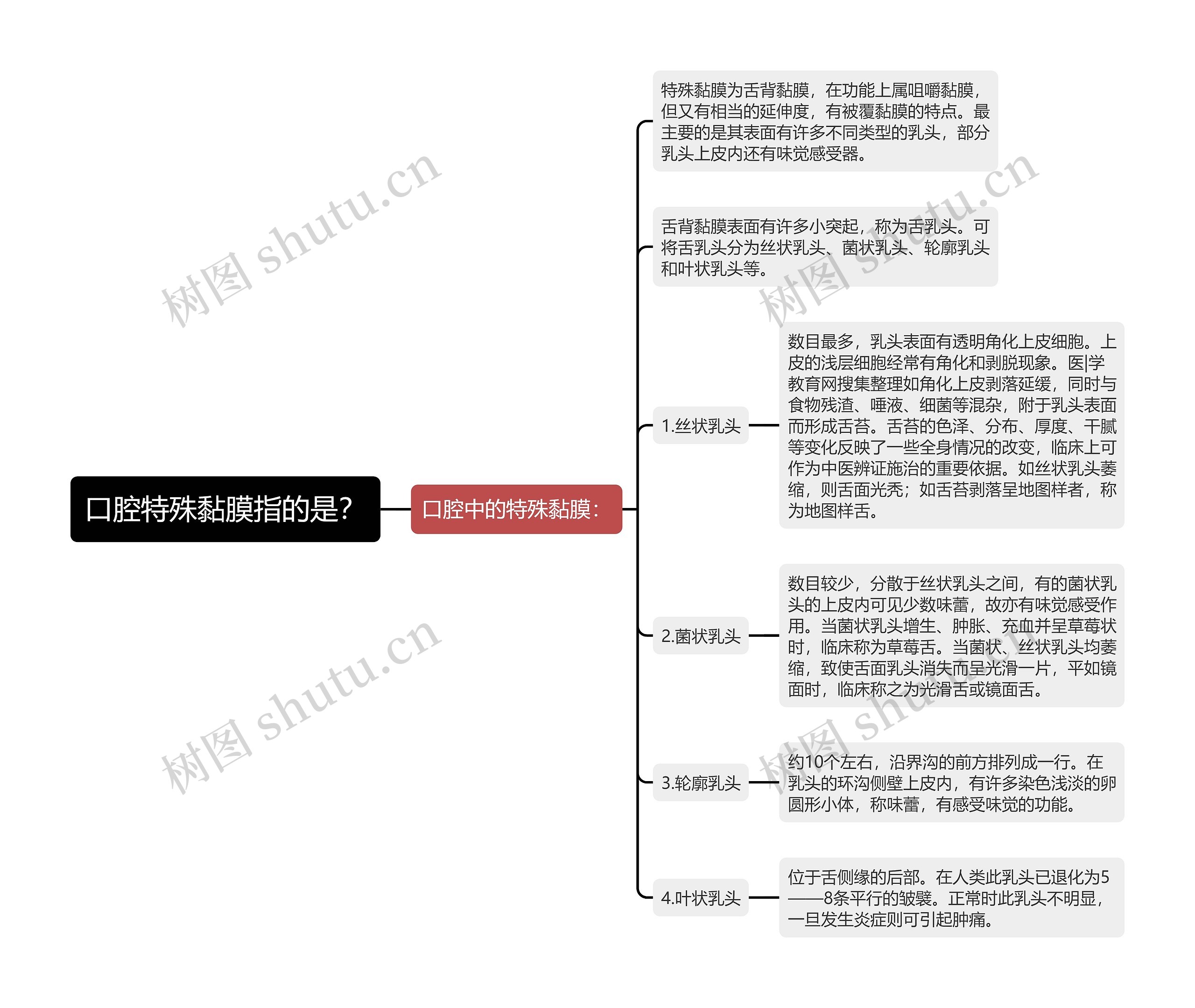 口腔特殊黏膜指的是？思维导图