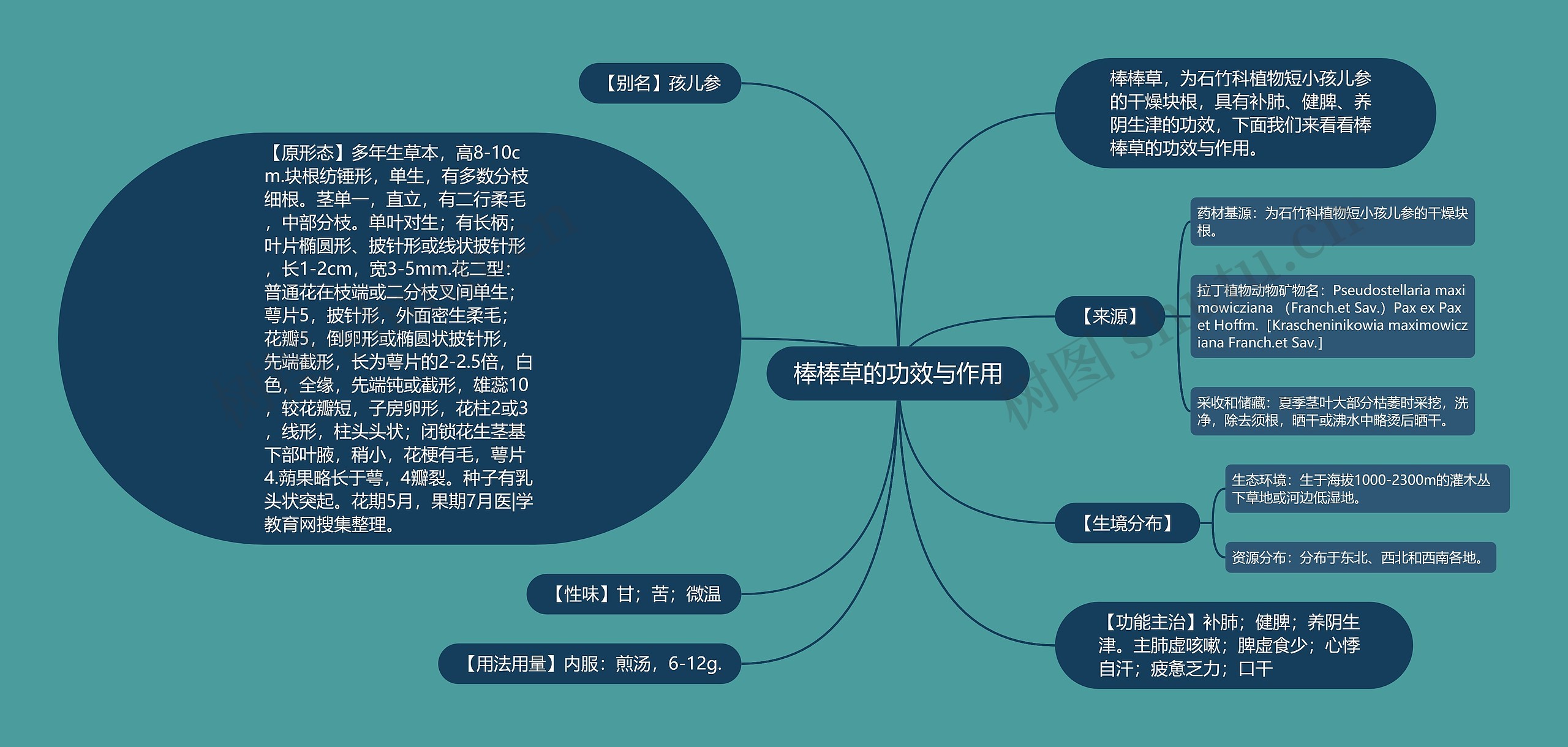 棒棒草的功效与作用思维导图