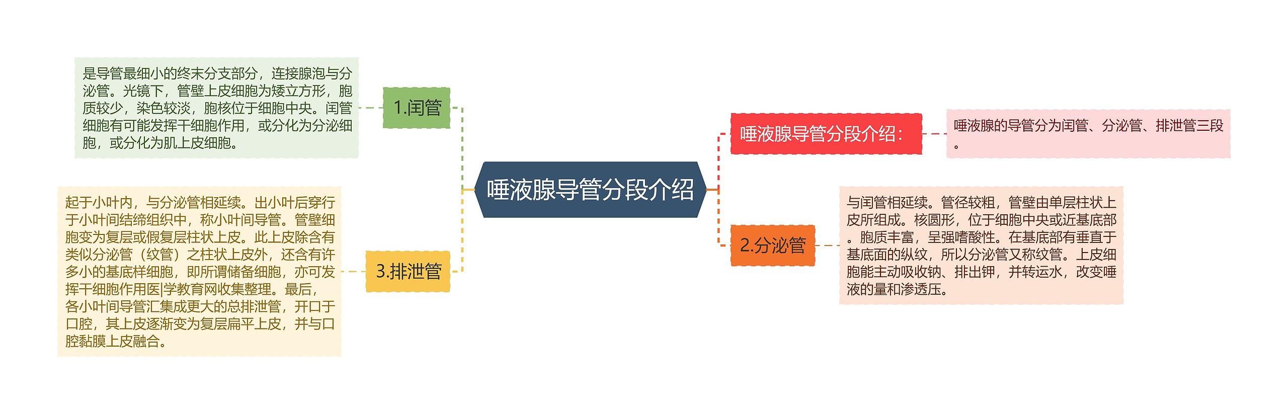 唾液腺导管分段介绍思维导图