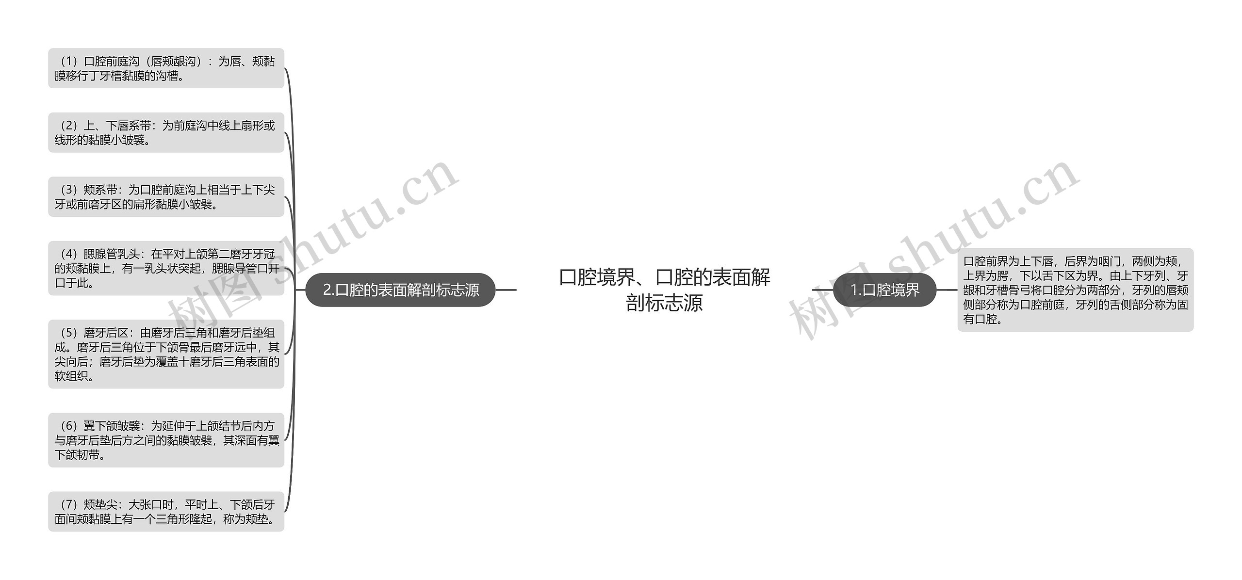 口腔境界、口腔的表面解剖标志源