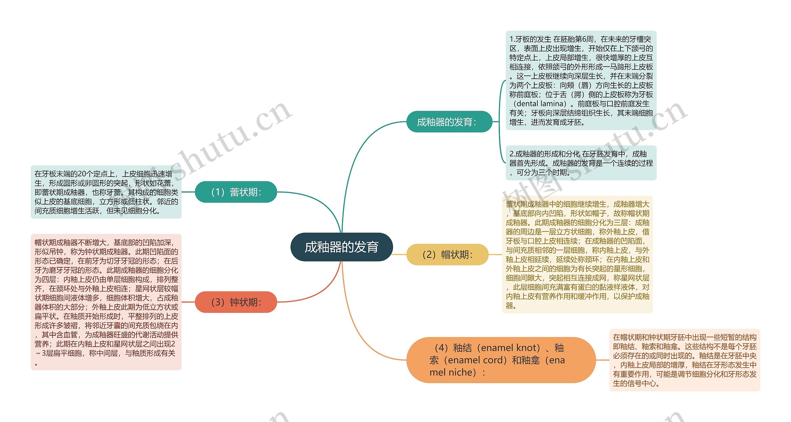 成釉器的发育思维导图