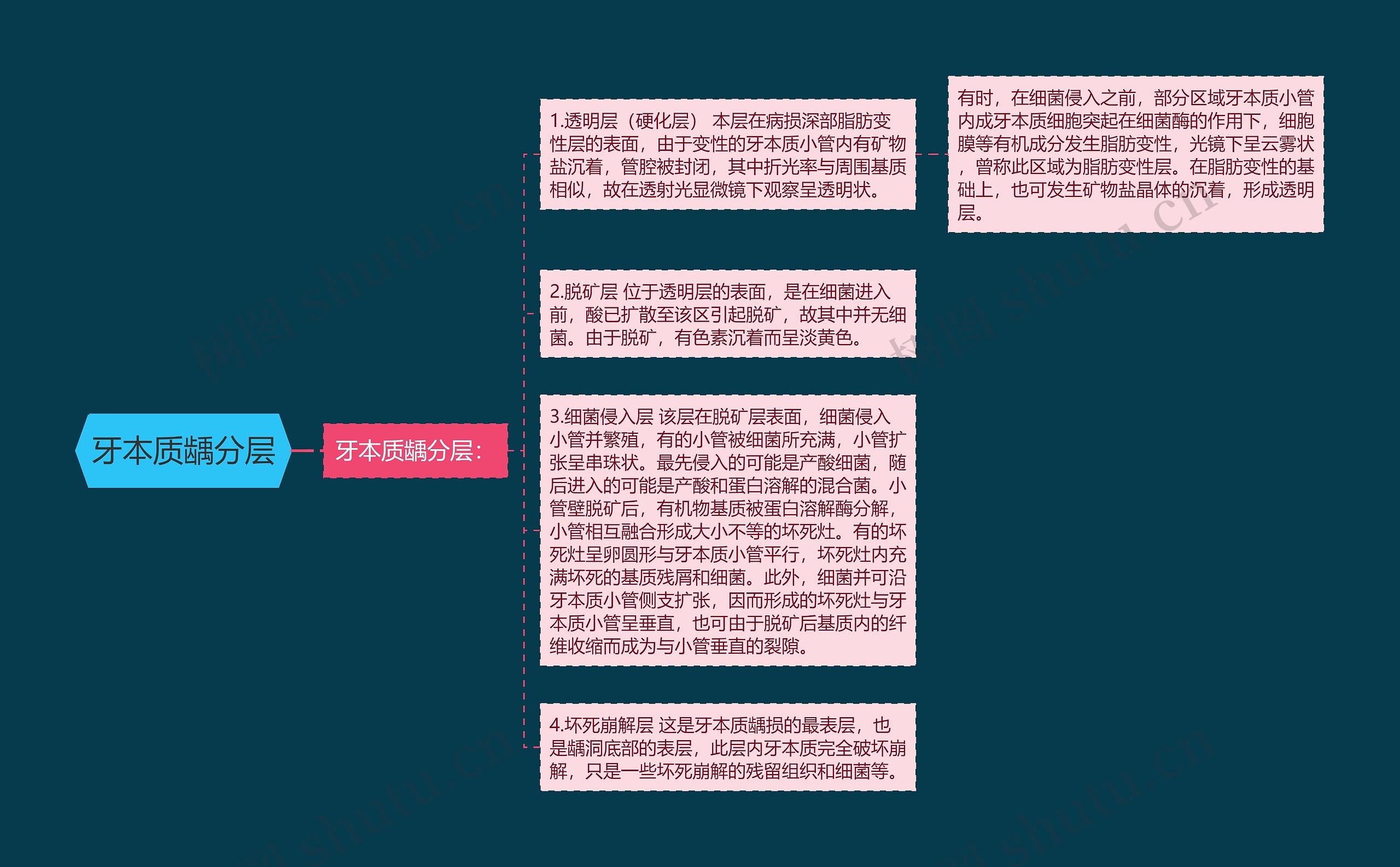 牙本质龋分层思维导图