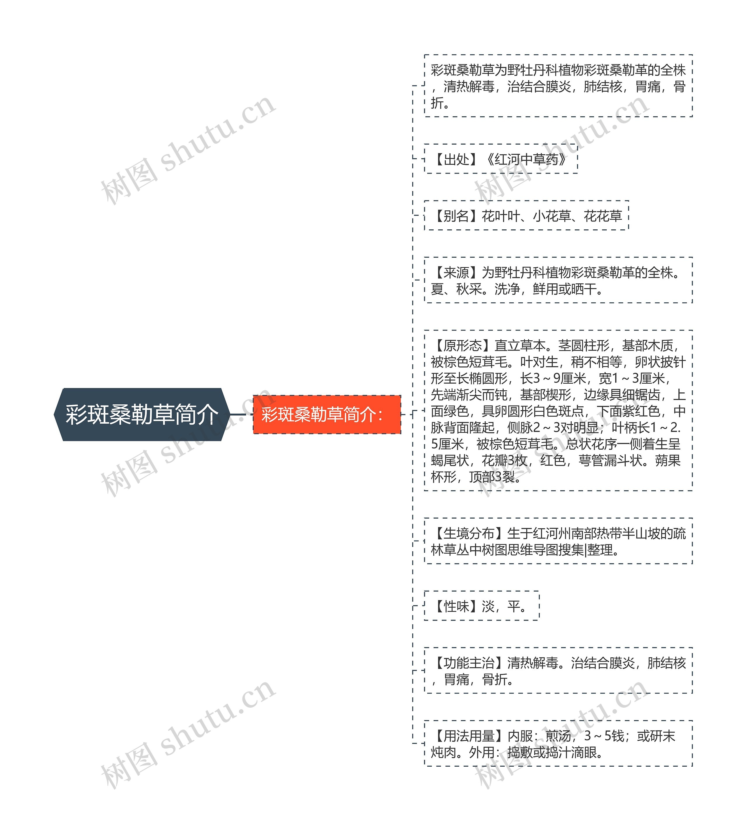 彩斑桑勒草简介思维导图