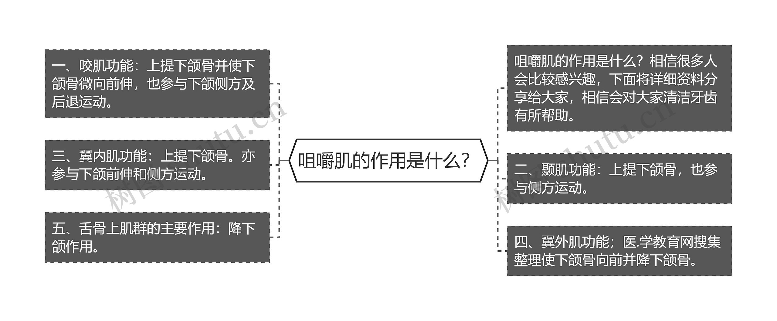 咀嚼肌的作用是什么？