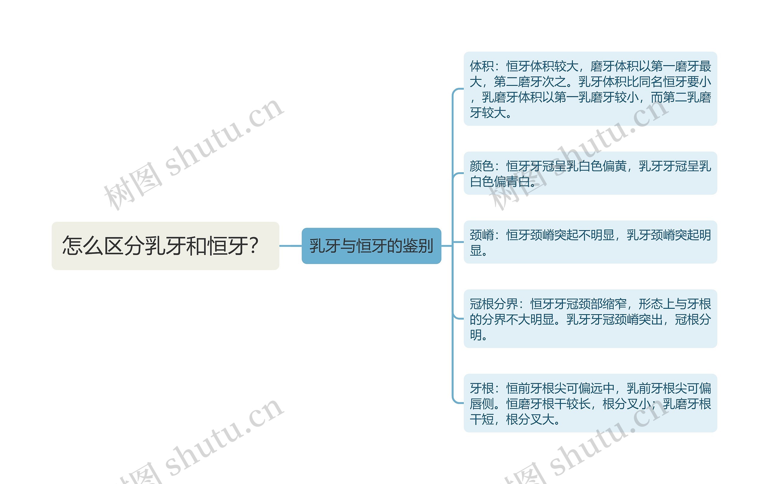 怎么区分乳牙和恒牙？