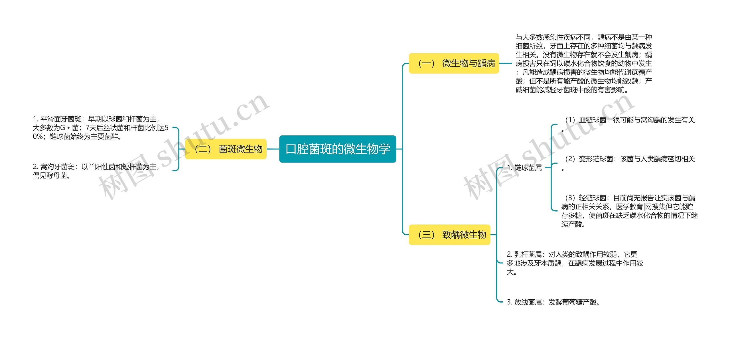 口腔菌斑的微生物学 口腔菌斑的微生物学