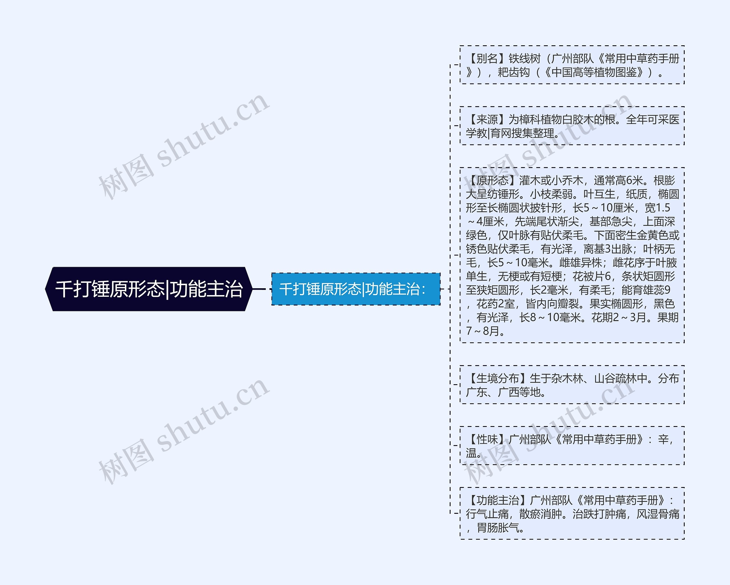 千打锤原形态|功能主治