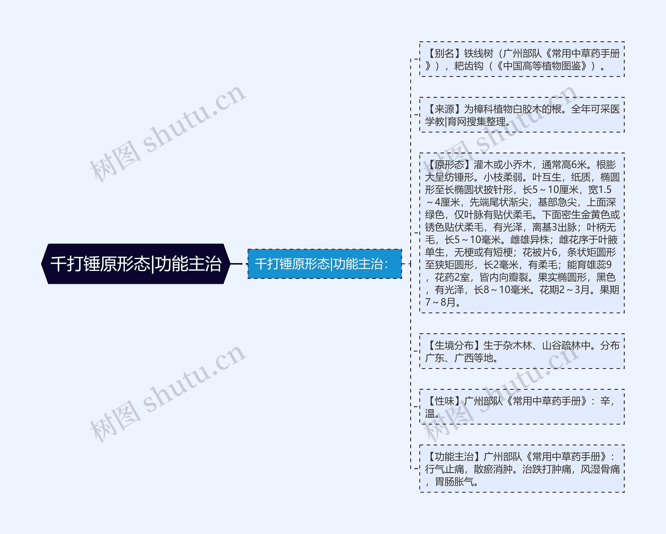 千打锤原形态|功能主治思维导图