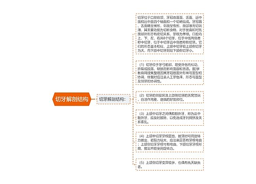 切牙解剖结构