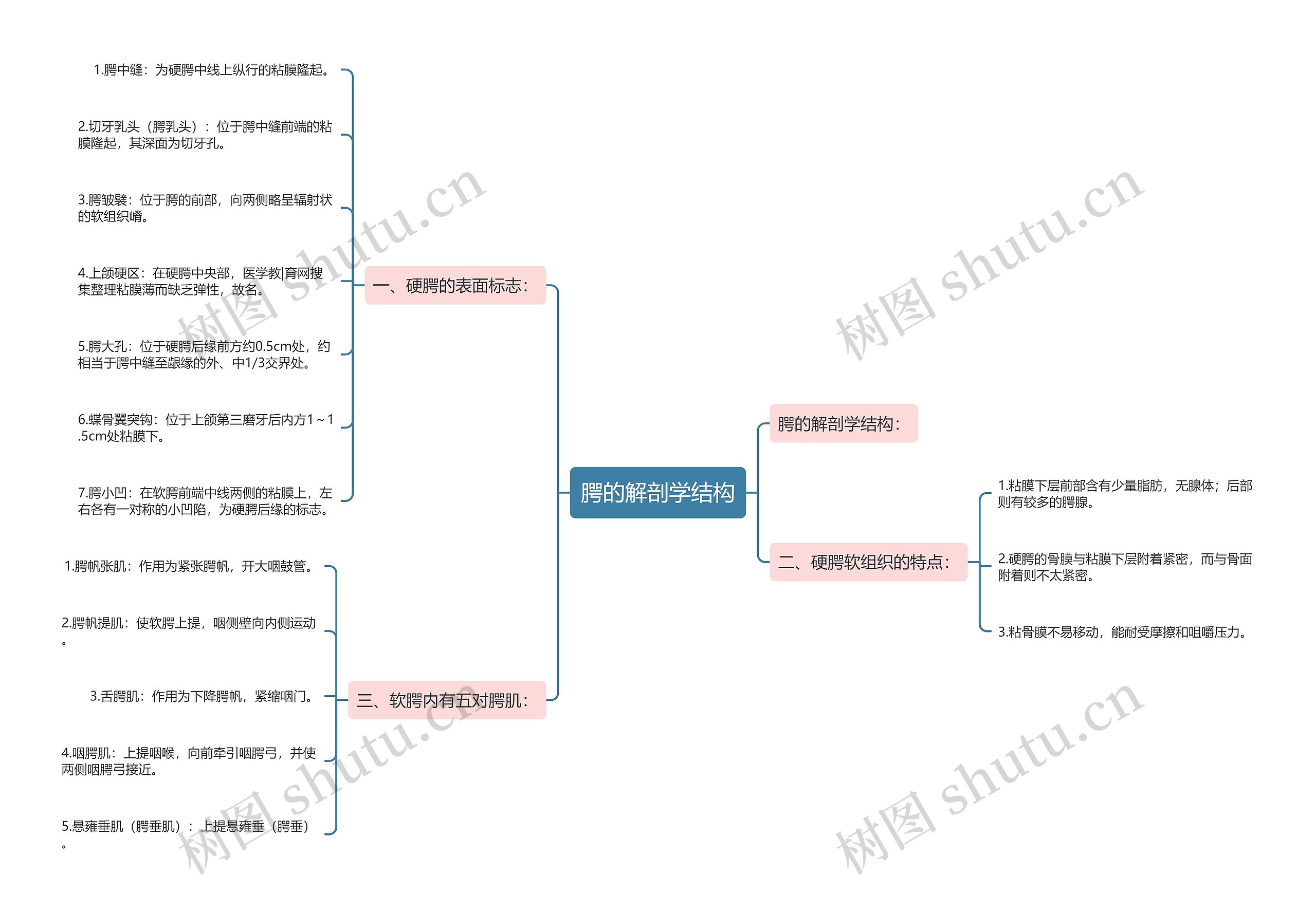 腭的解剖学结构 腭的解剖学结构