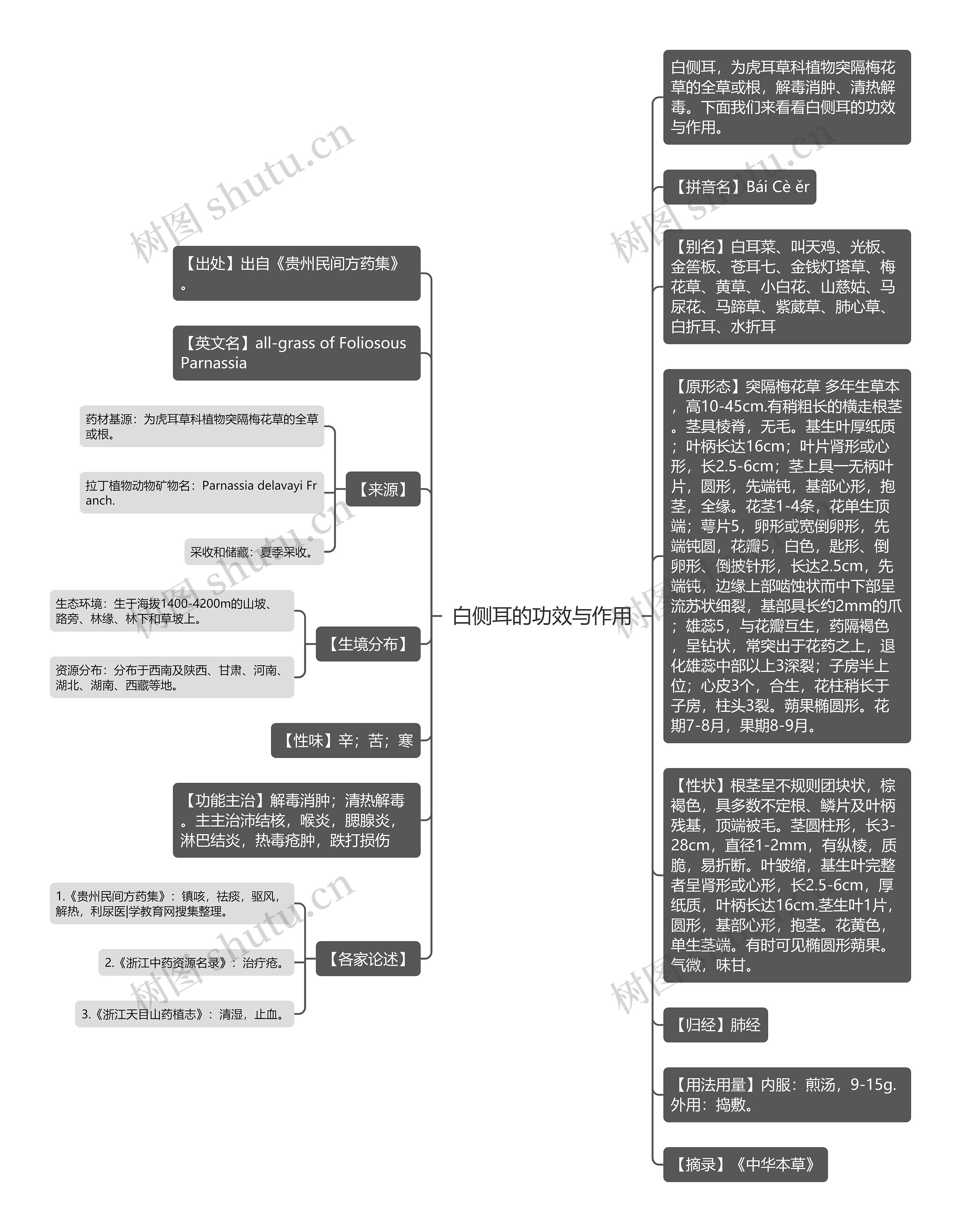 白侧耳的功效与作用