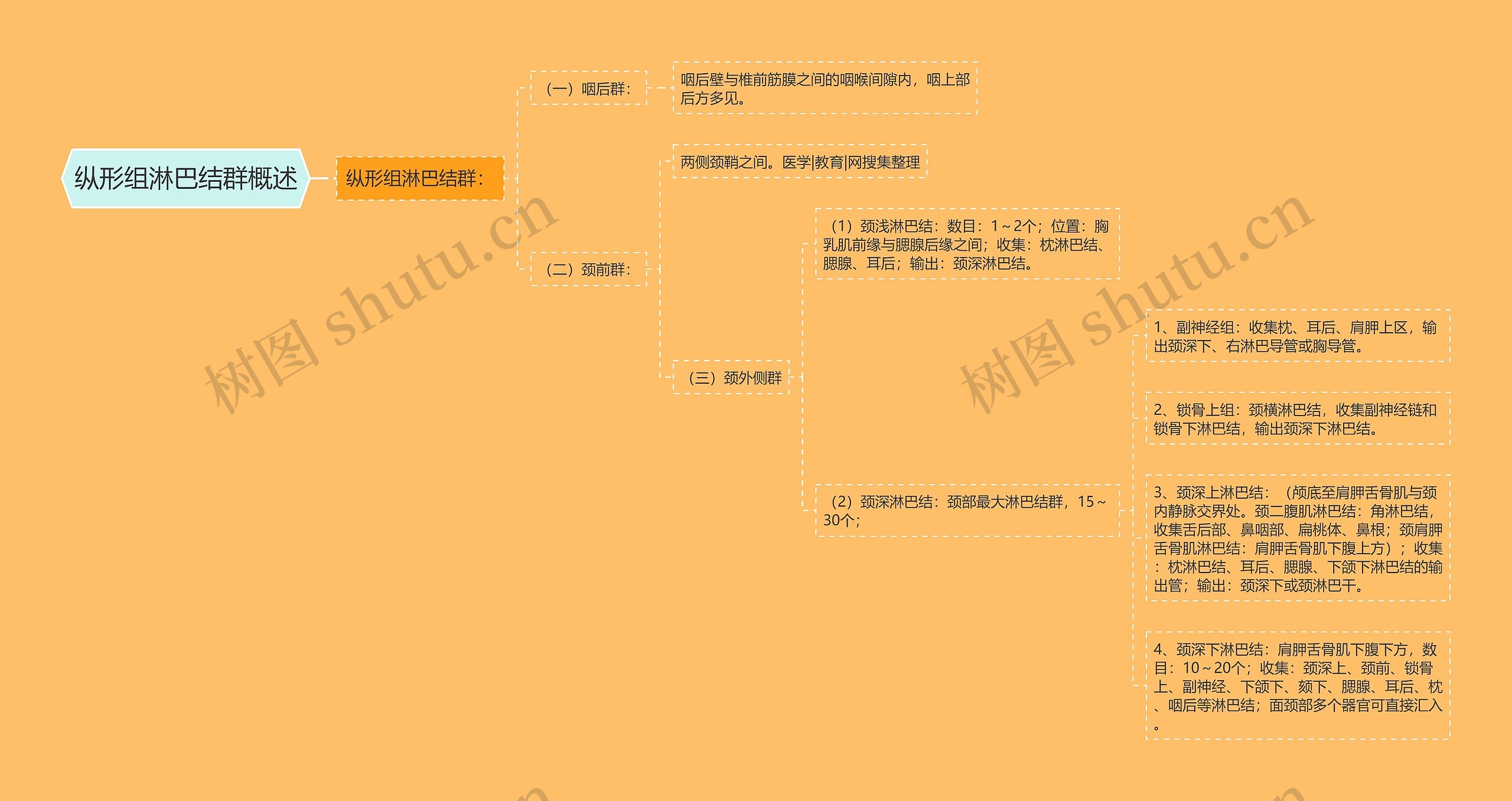 纵形组淋巴结群概述 纵形组淋巴结群概述
