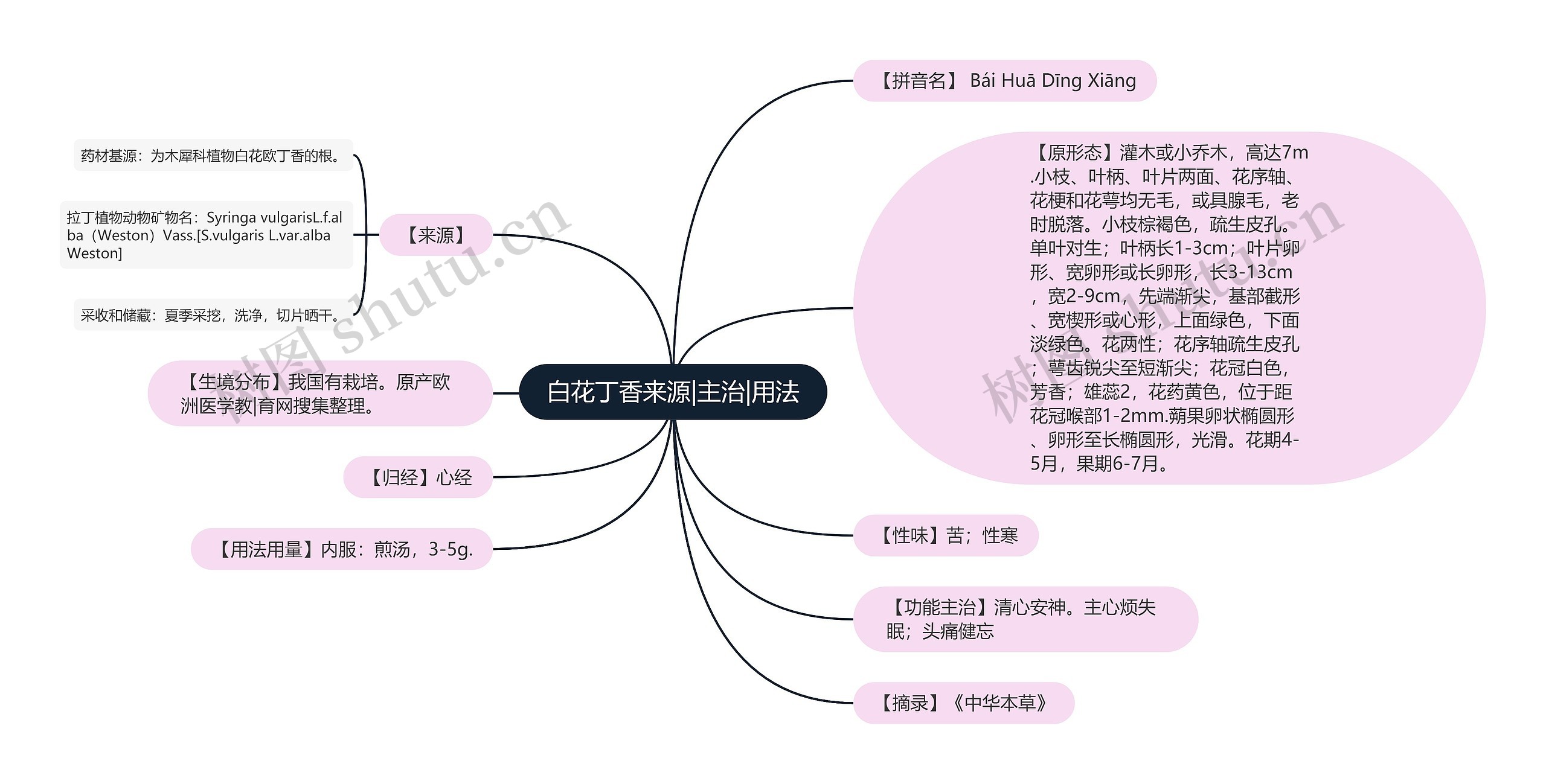 白花丁香来源|主治|用法思维导图